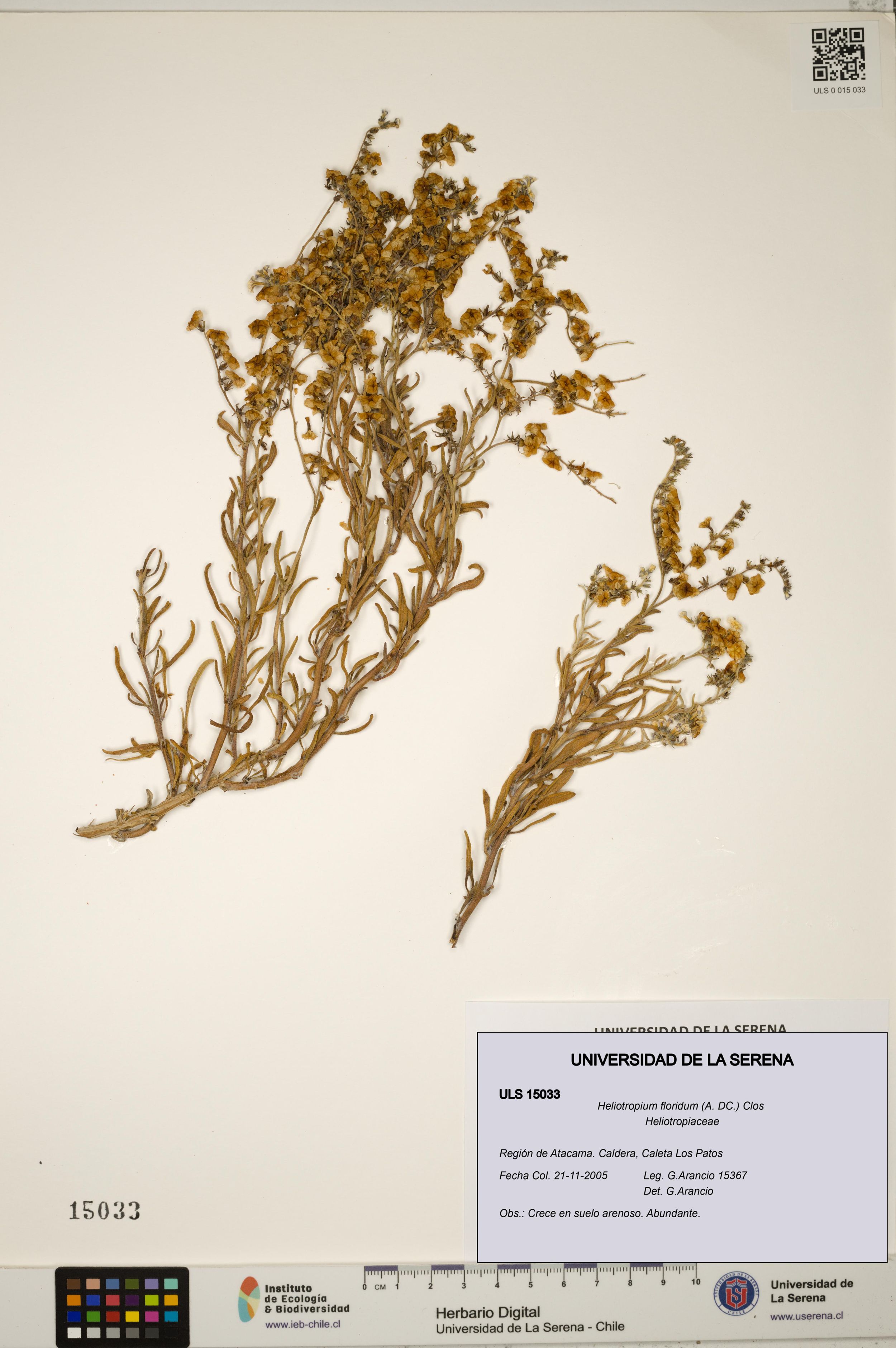 Heliotropium floridum [Espécimen: ]