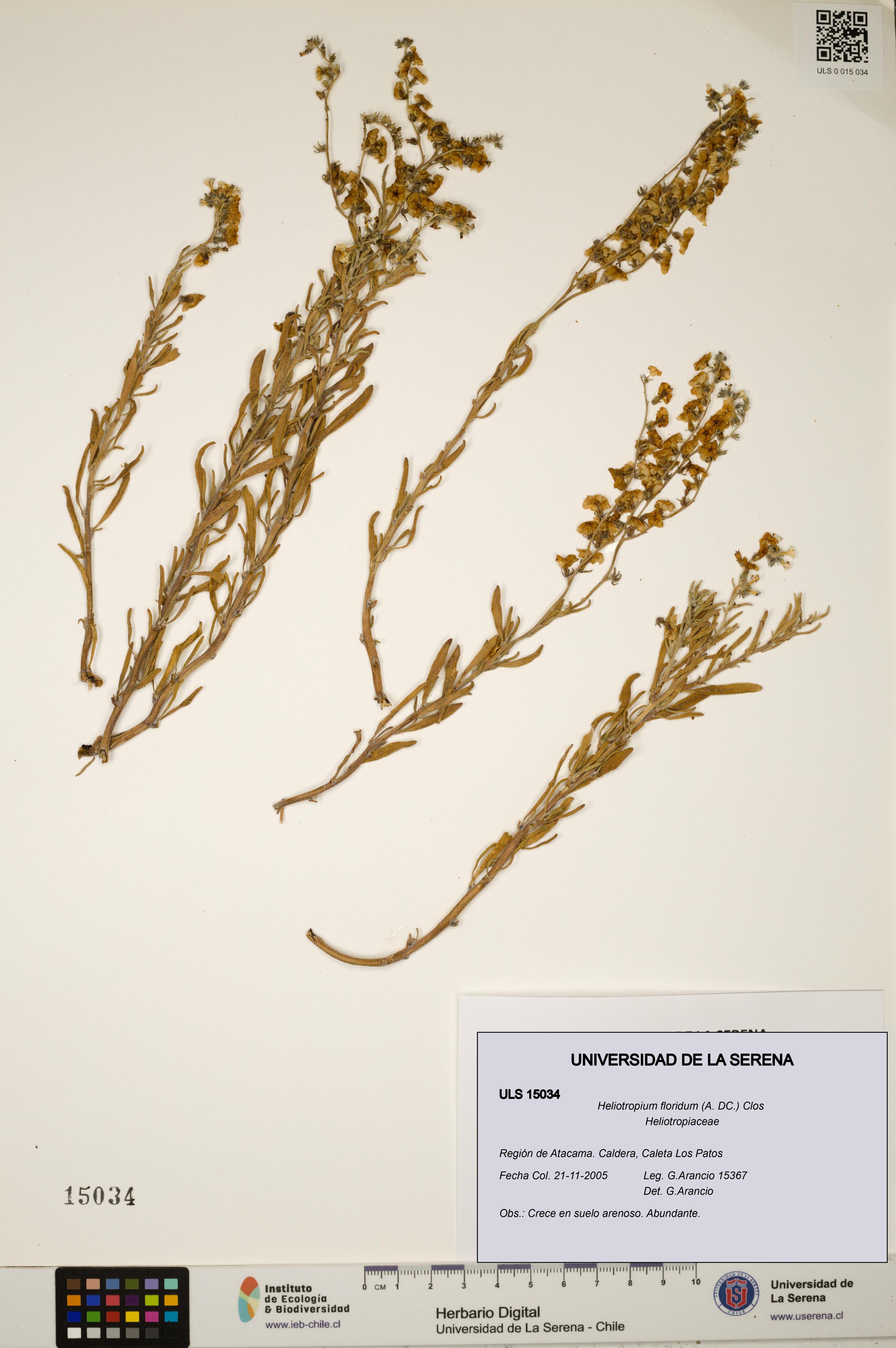 Heliotropium floridum [Espécimen: ]