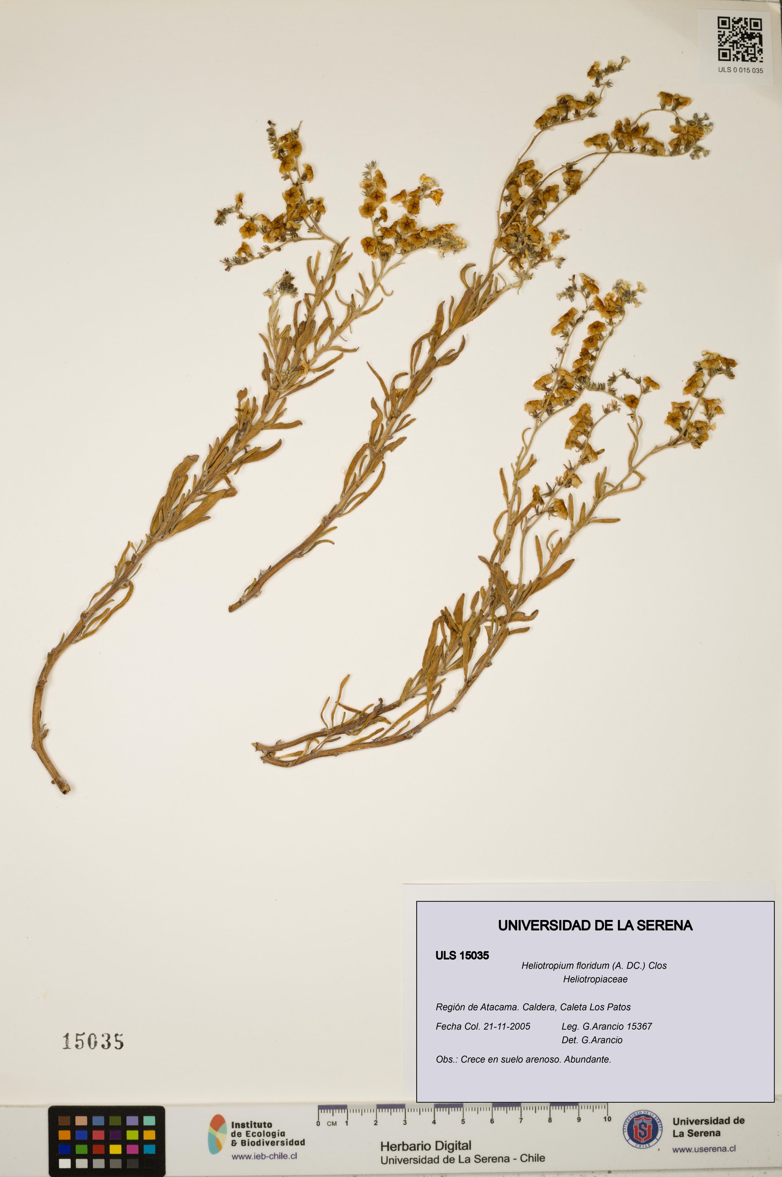 Heliotropium floridum [Espécimen: ]