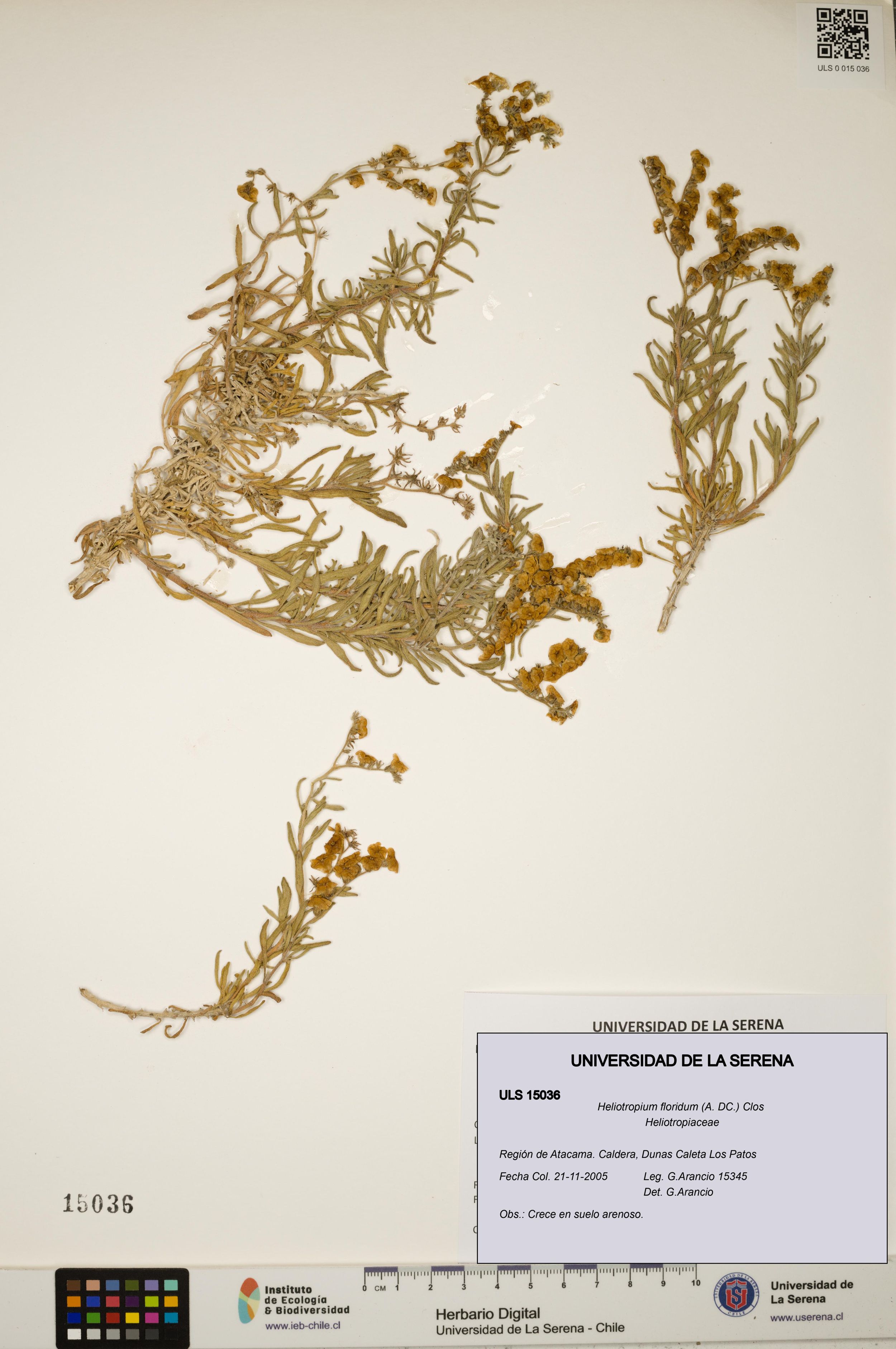 Heliotropium floridum [Espécimen: ]