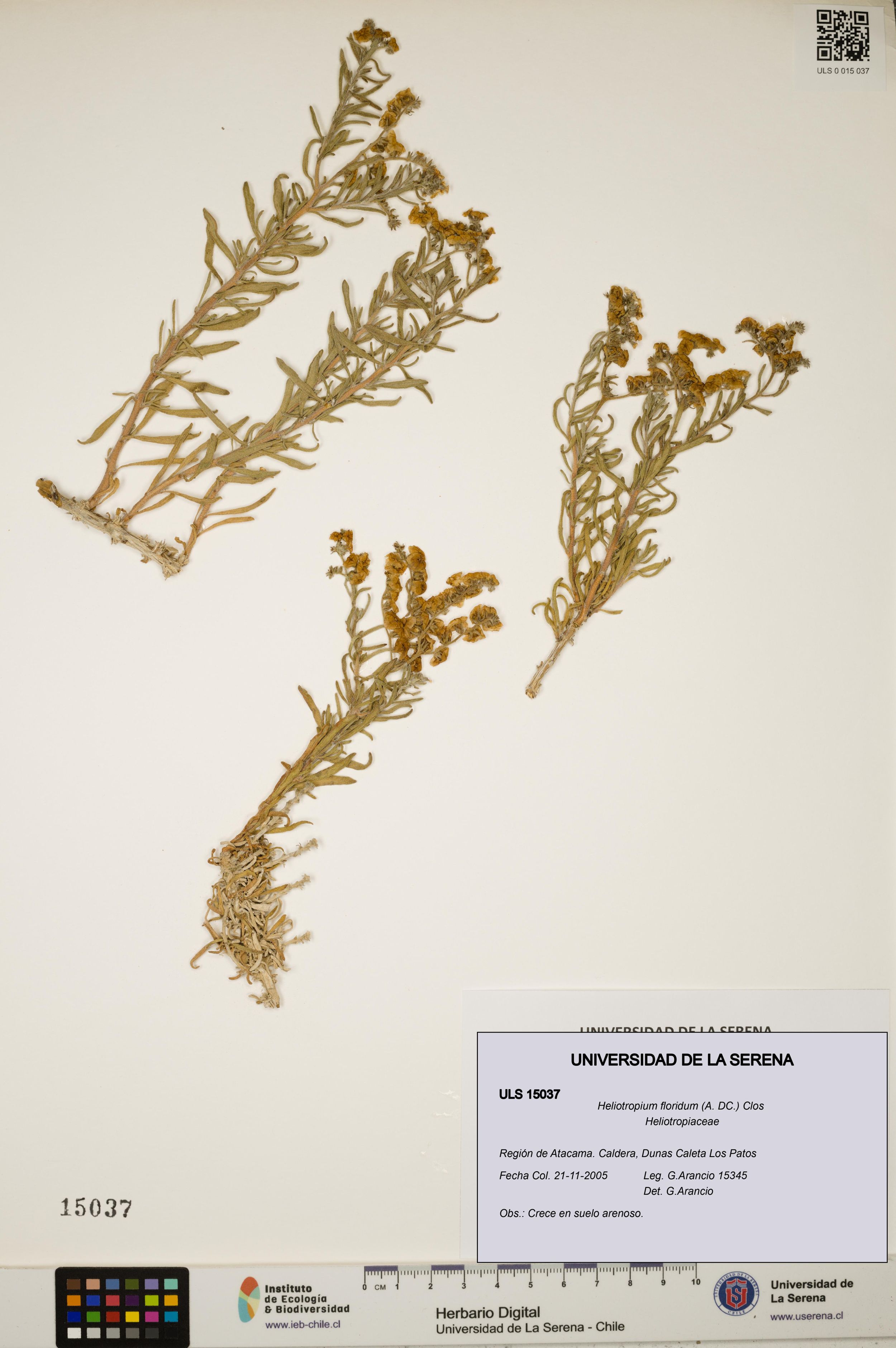 Heliotropium floridum [Espécimen: ]