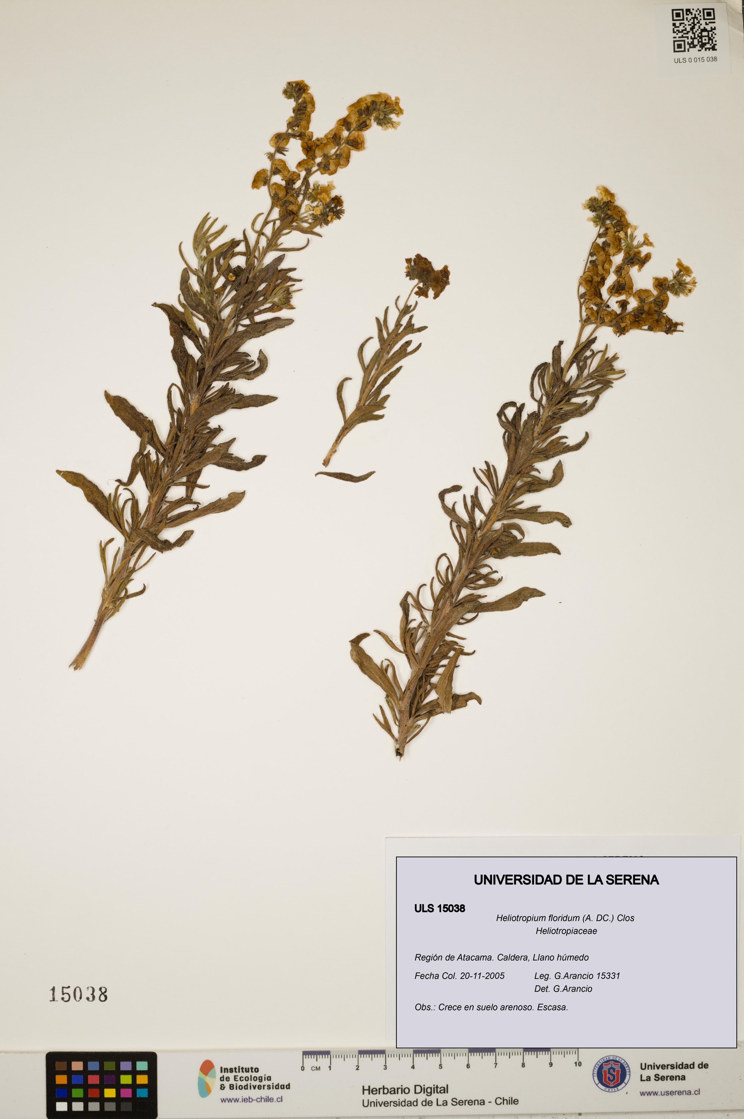 Heliotropium floridum [Espécimen: ]