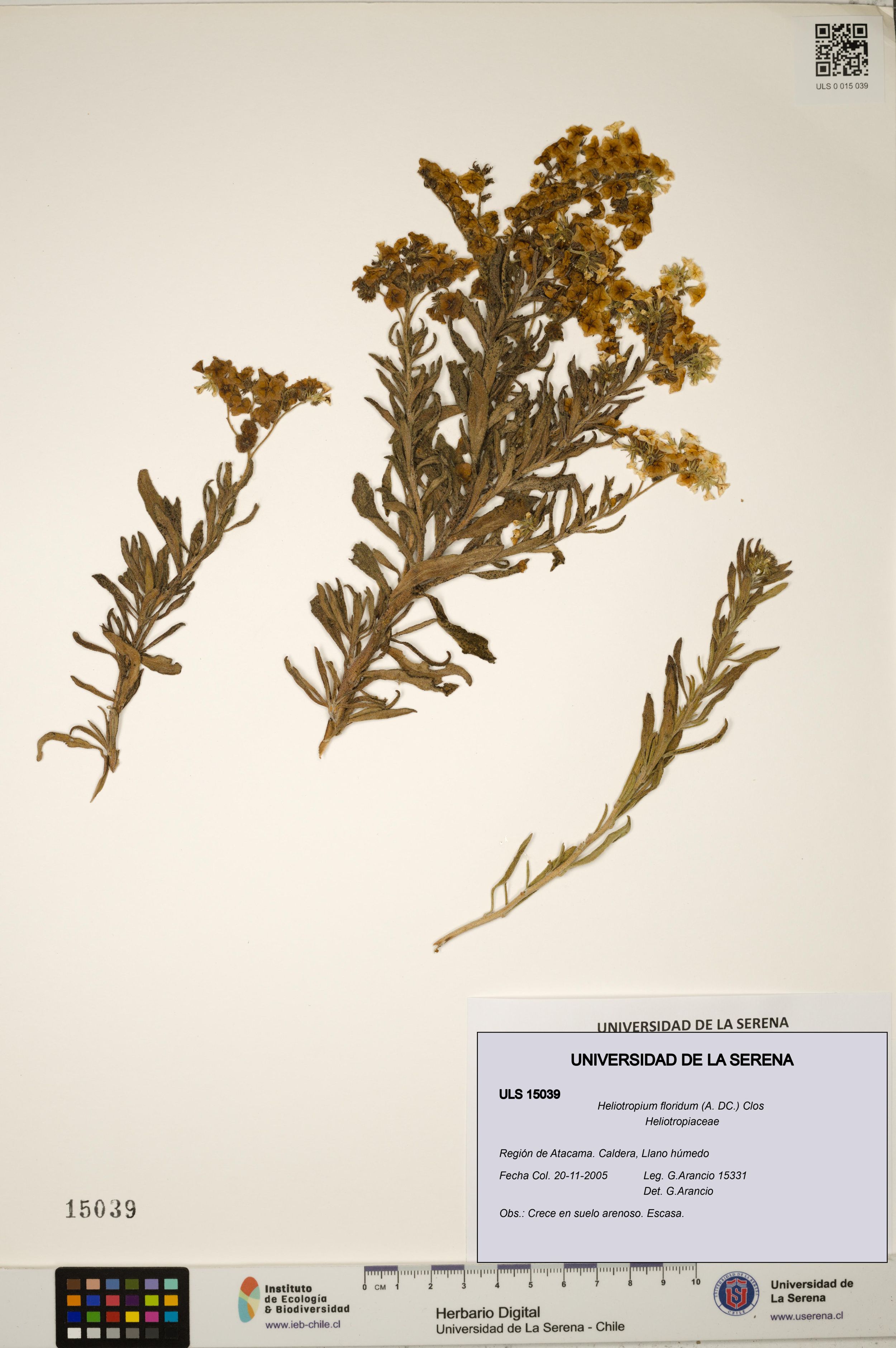 Heliotropium floridum [Espécimen: ]