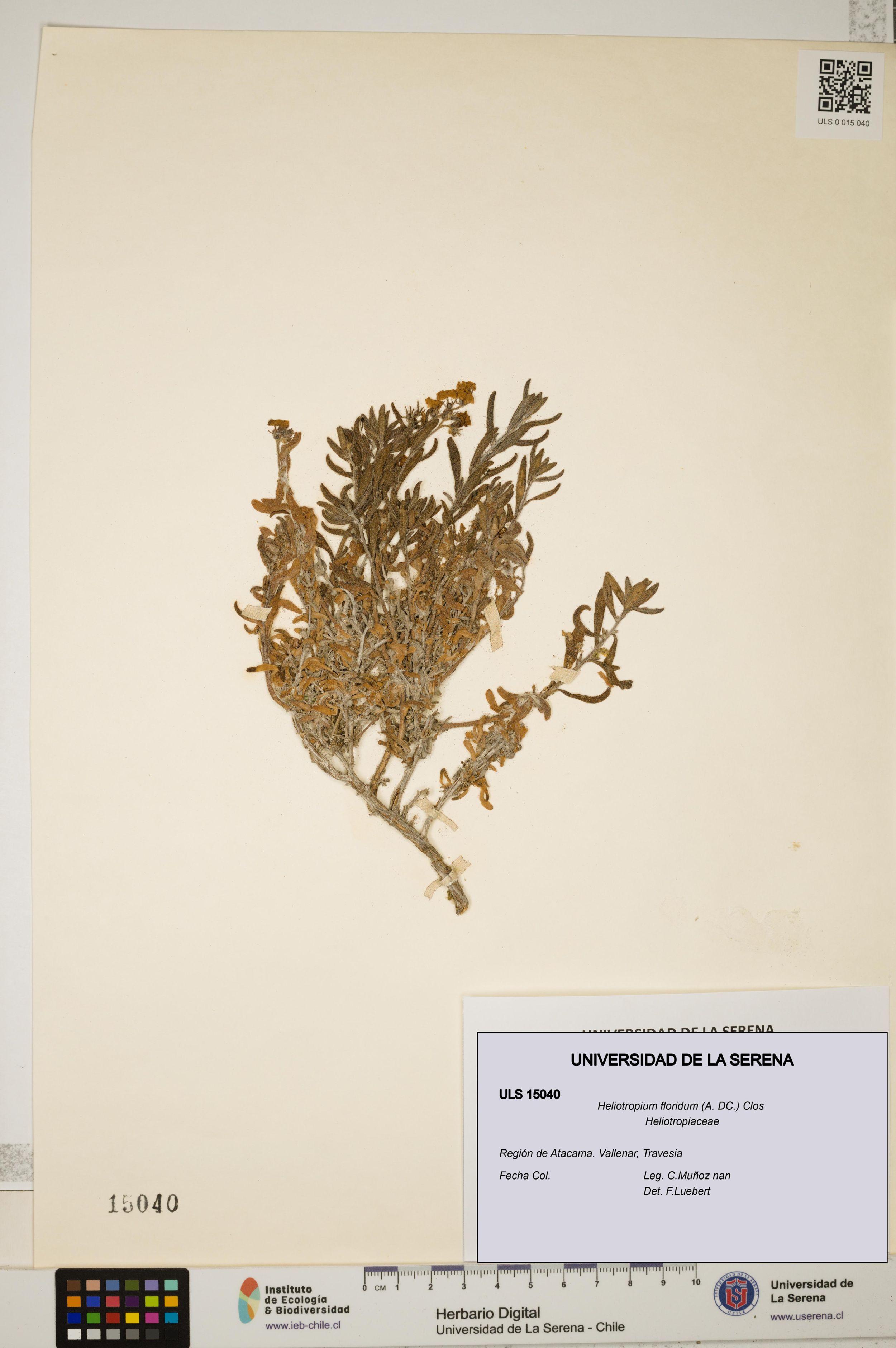 Heliotropium floridum [Espécimen: ]