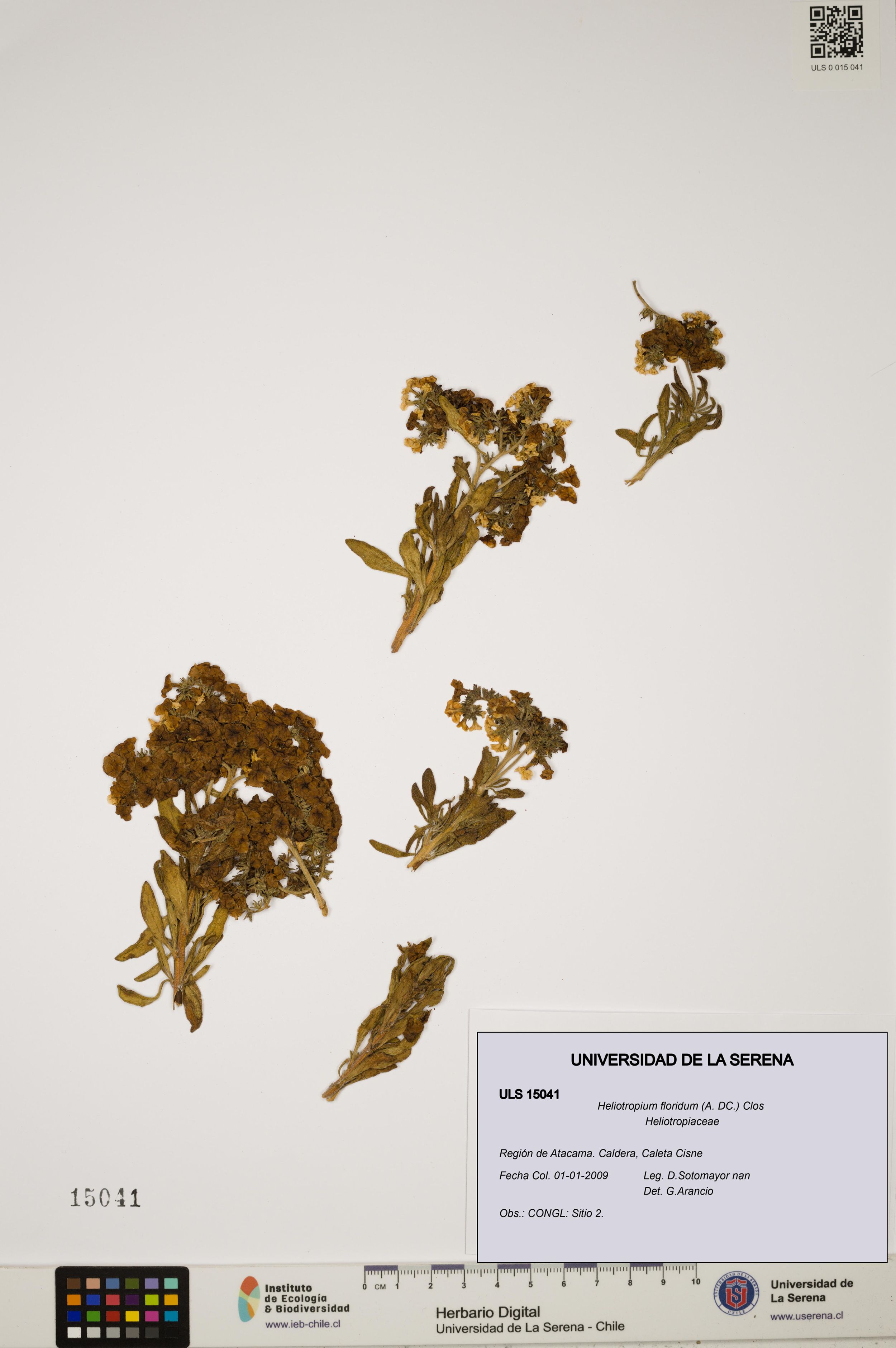 Heliotropium floridum [Espécimen: ]