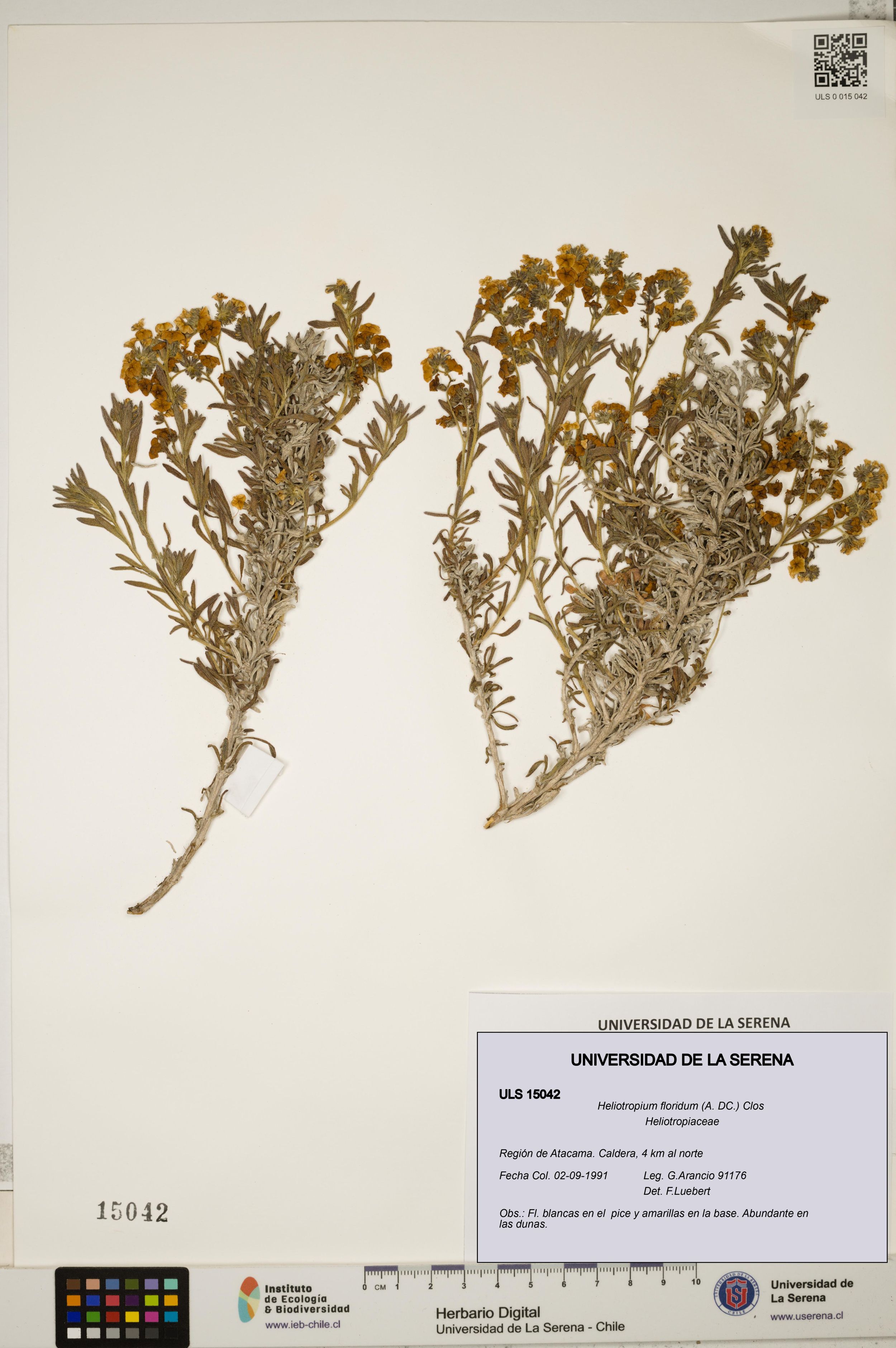 Heliotropium floridum [Espécimen: ]