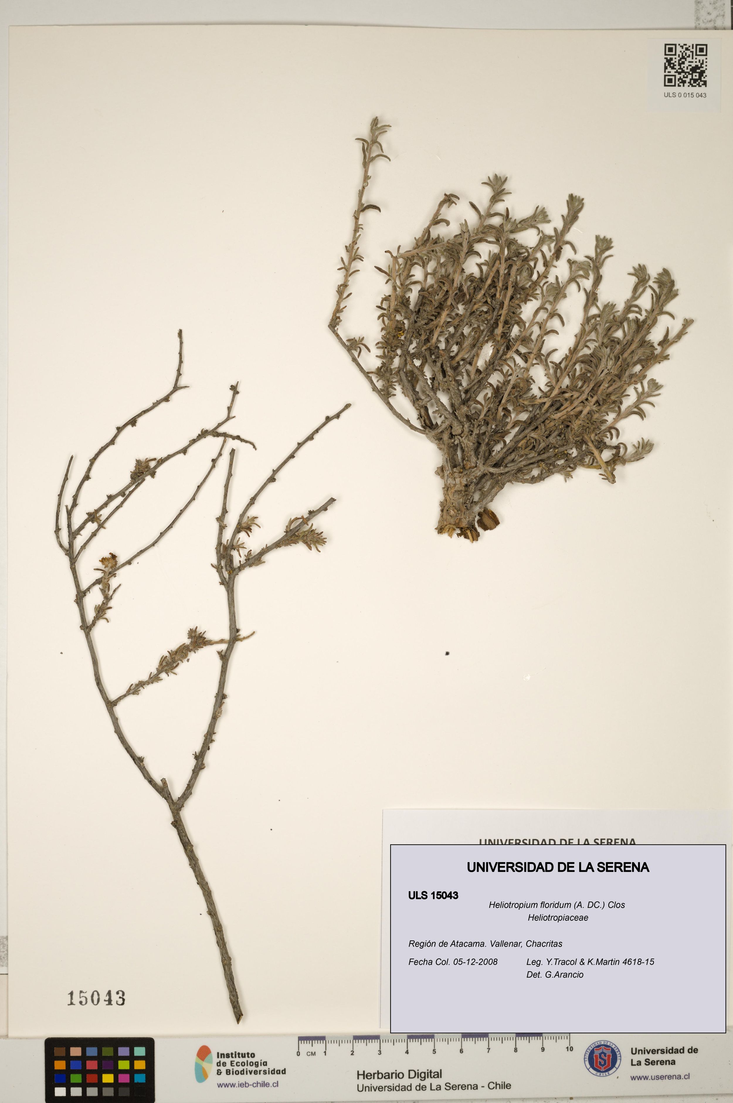 Heliotropium floridum [Espécimen: ]