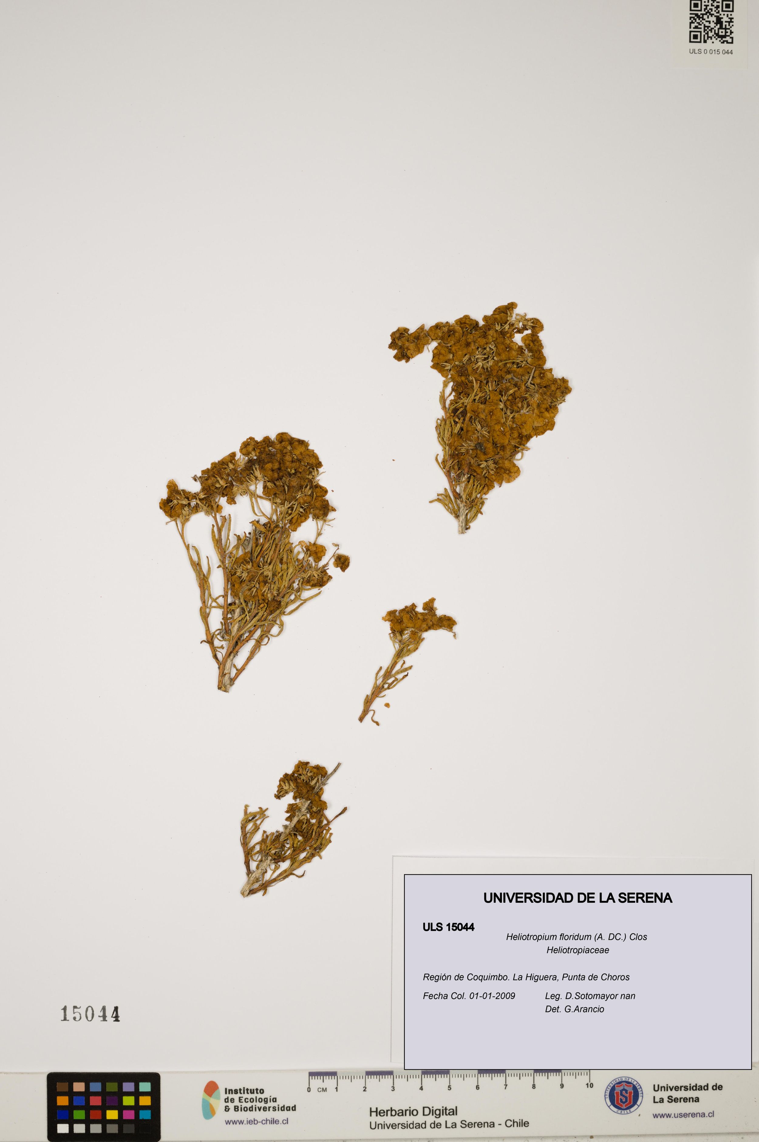 Heliotropium floridum [Espécimen: ]