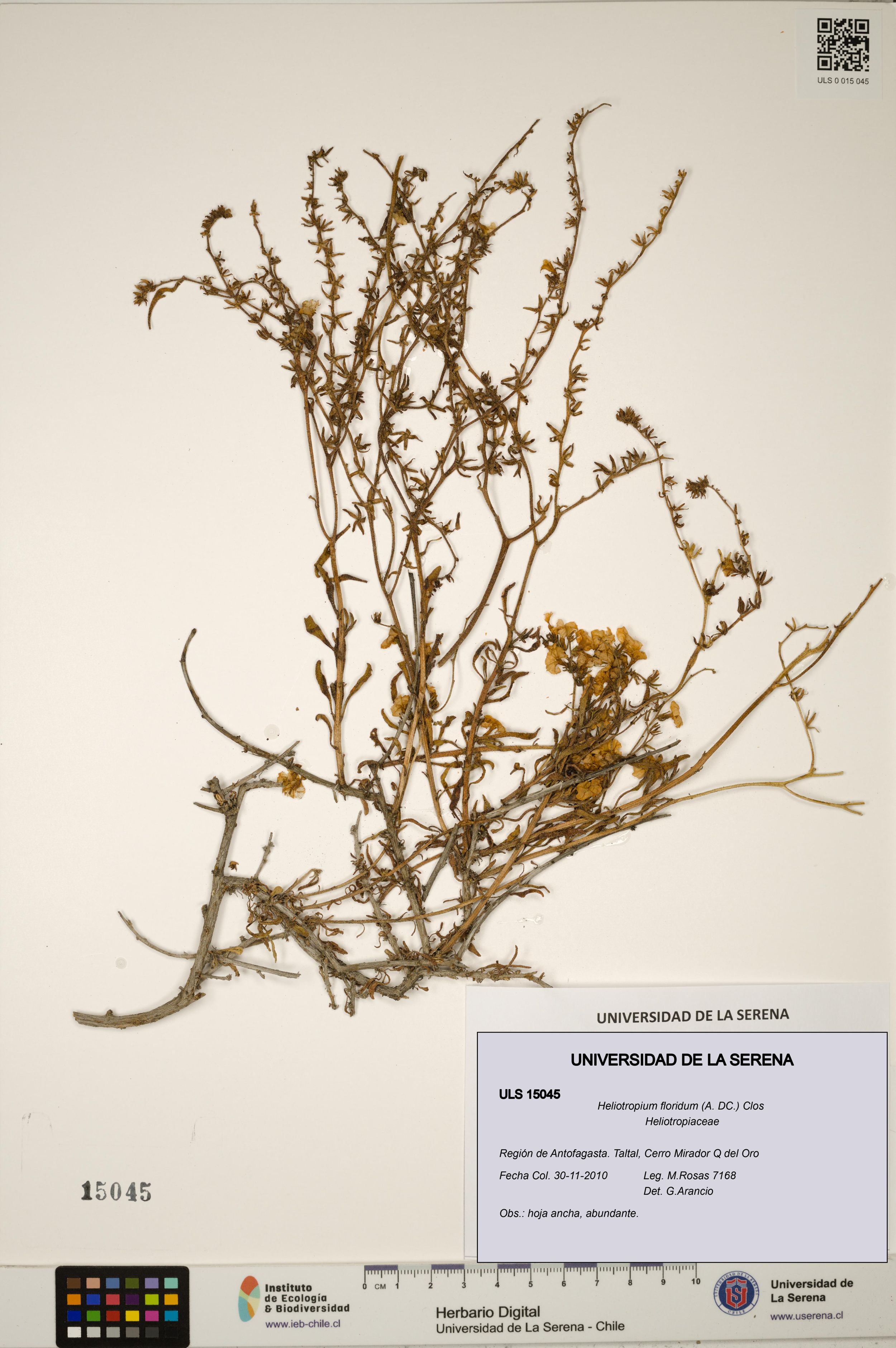 Heliotropium floridum [Espécimen: ]