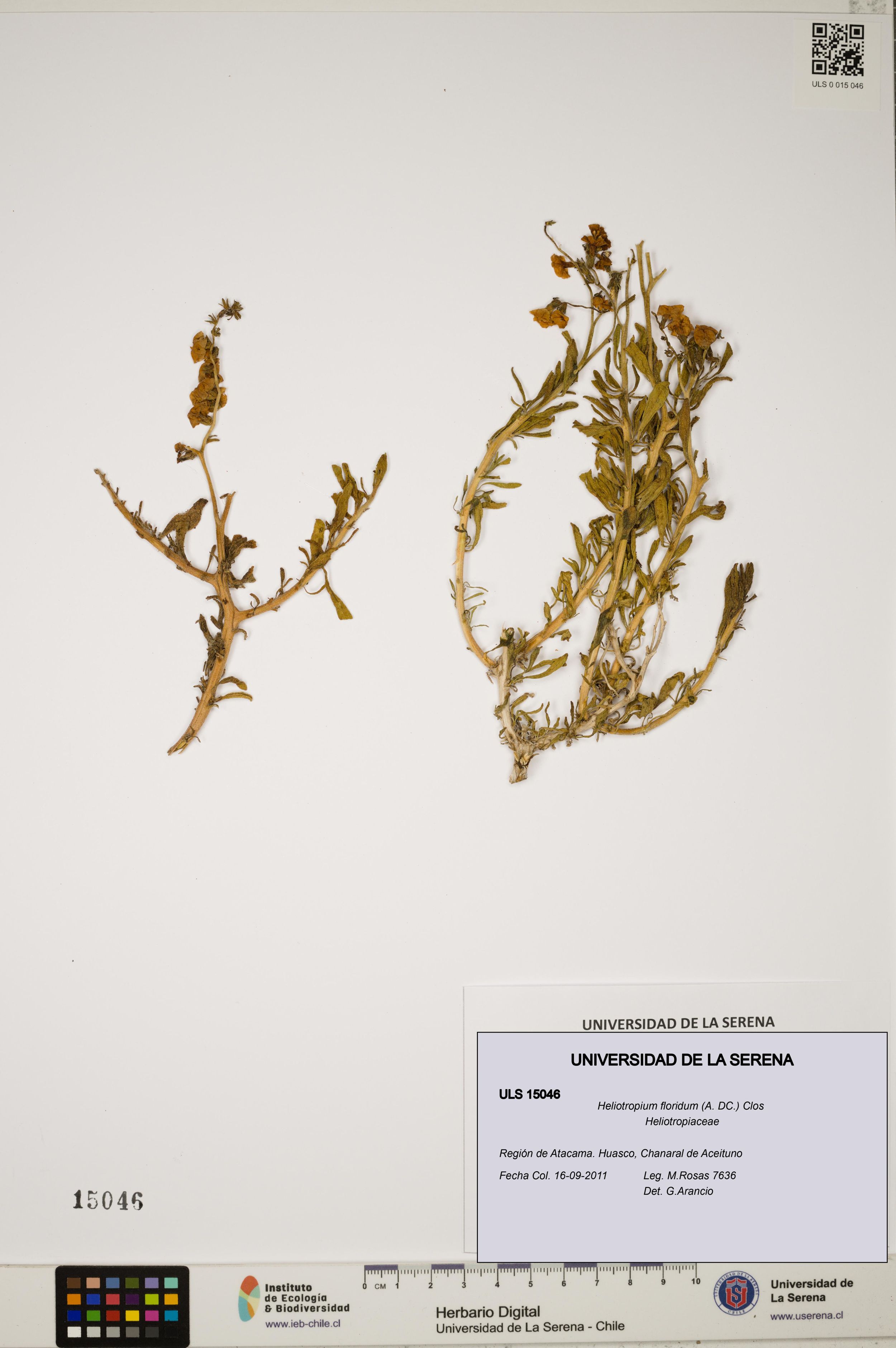 Heliotropium floridum [Espécimen: ]