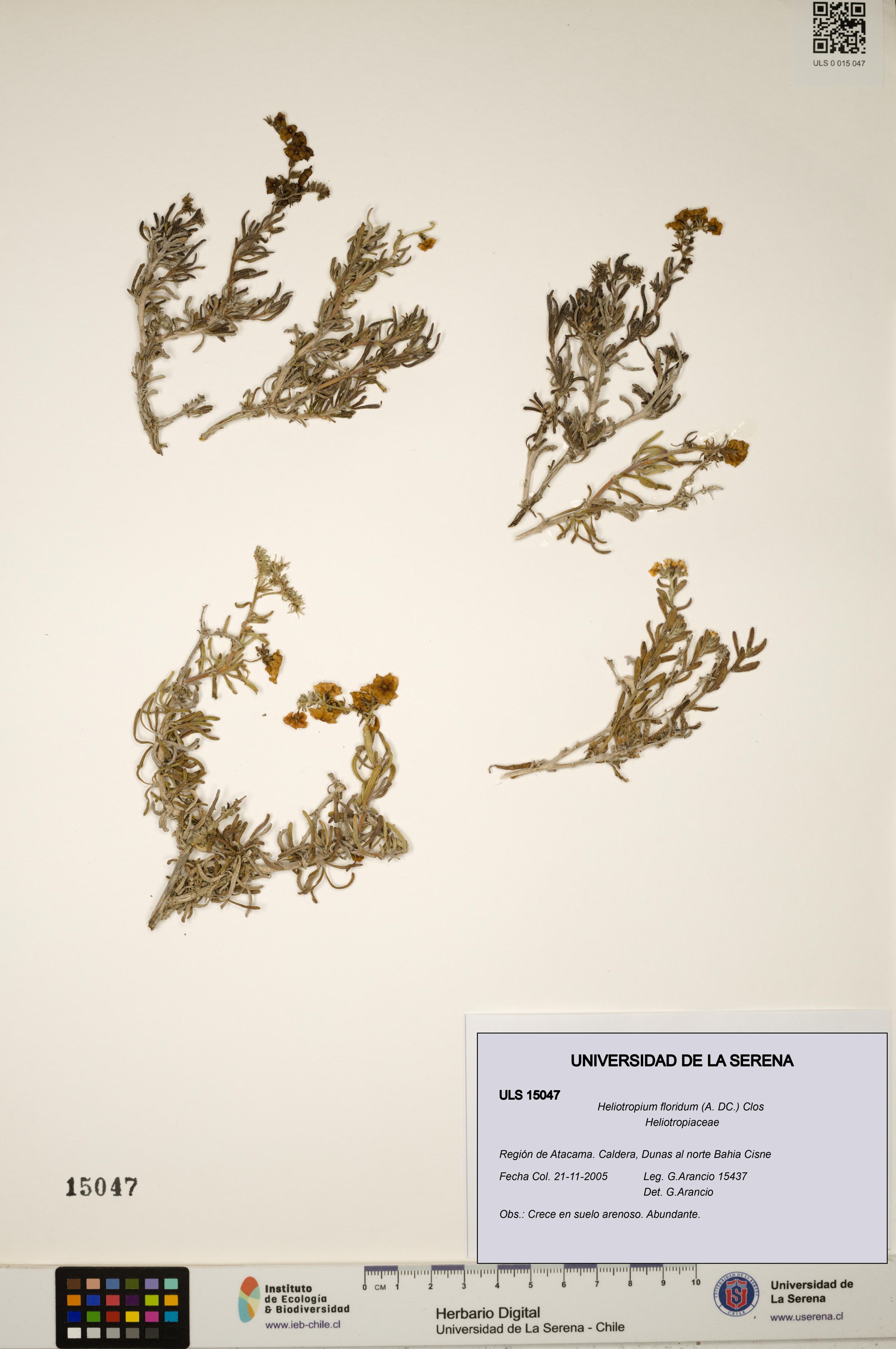 Heliotropium floridum [Espécimen: ]
