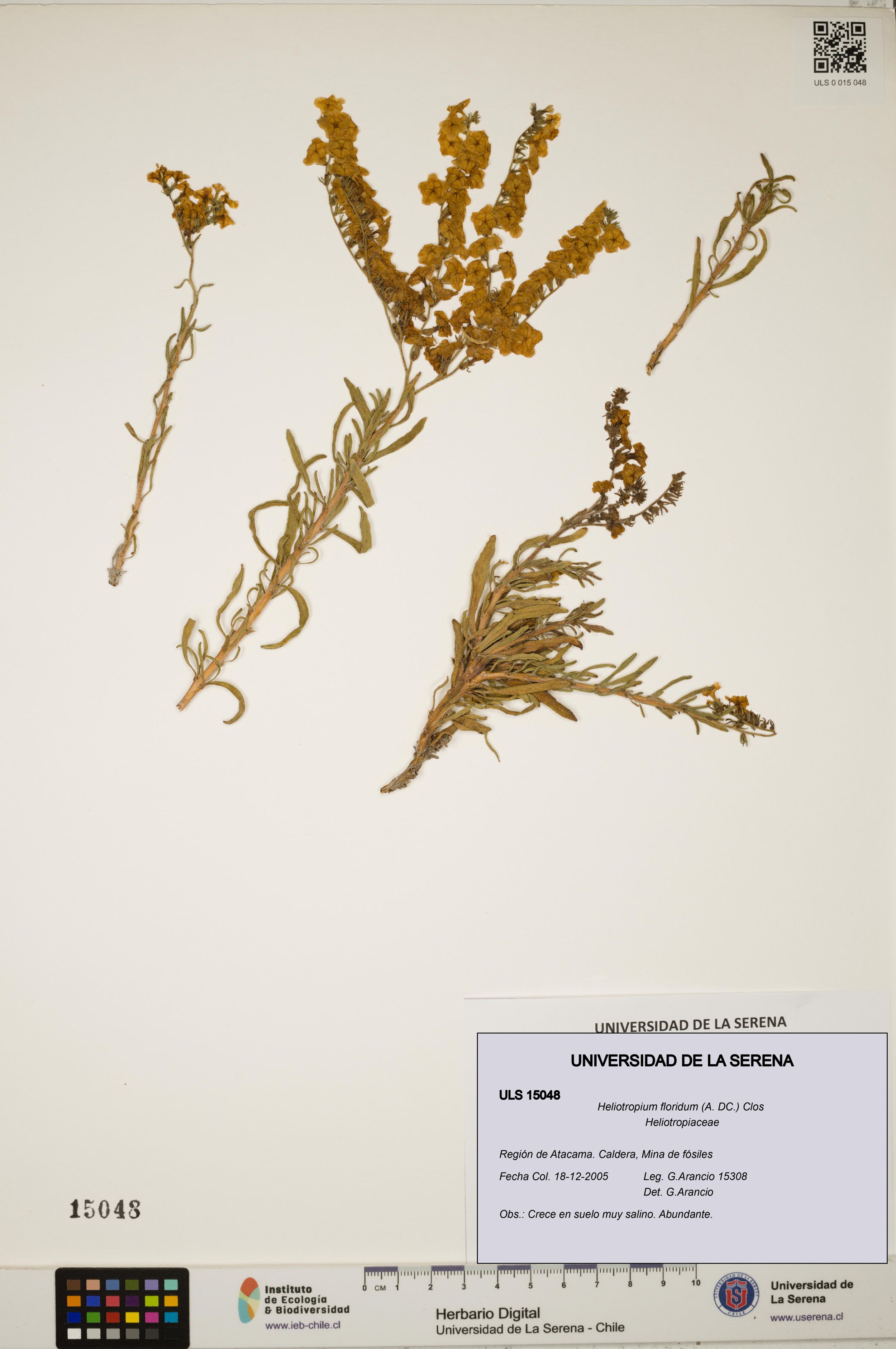 Heliotropium floridum [Espécimen: ]