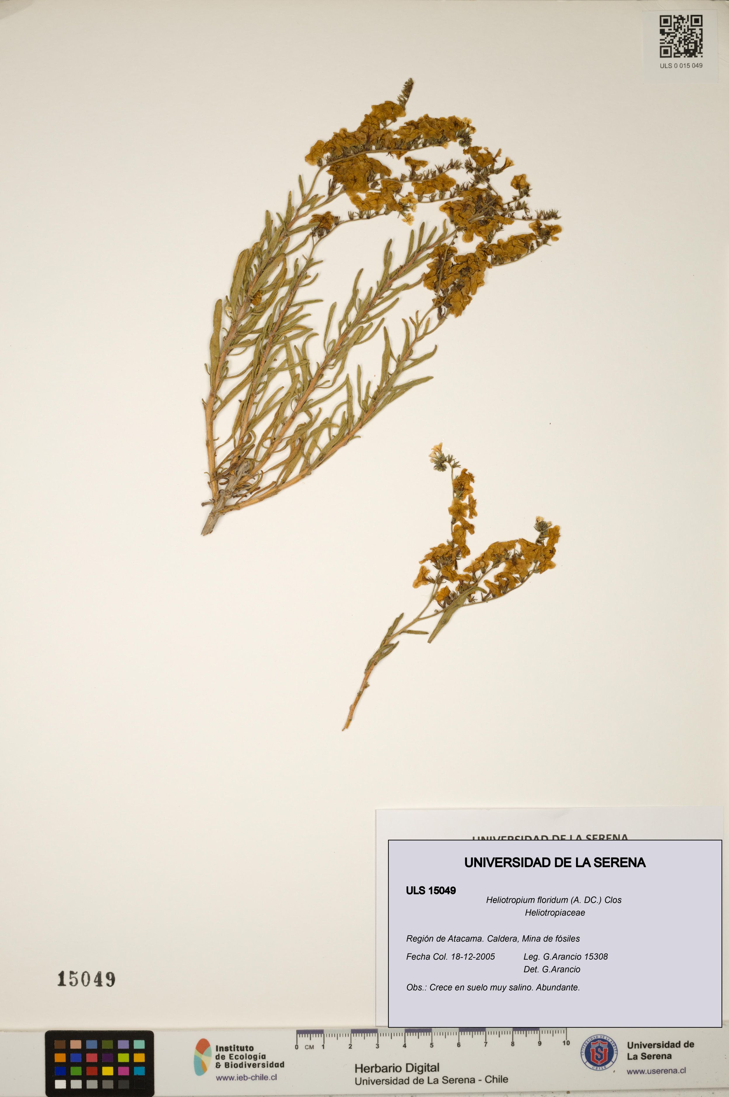 Heliotropium floridum [Espécimen: ]