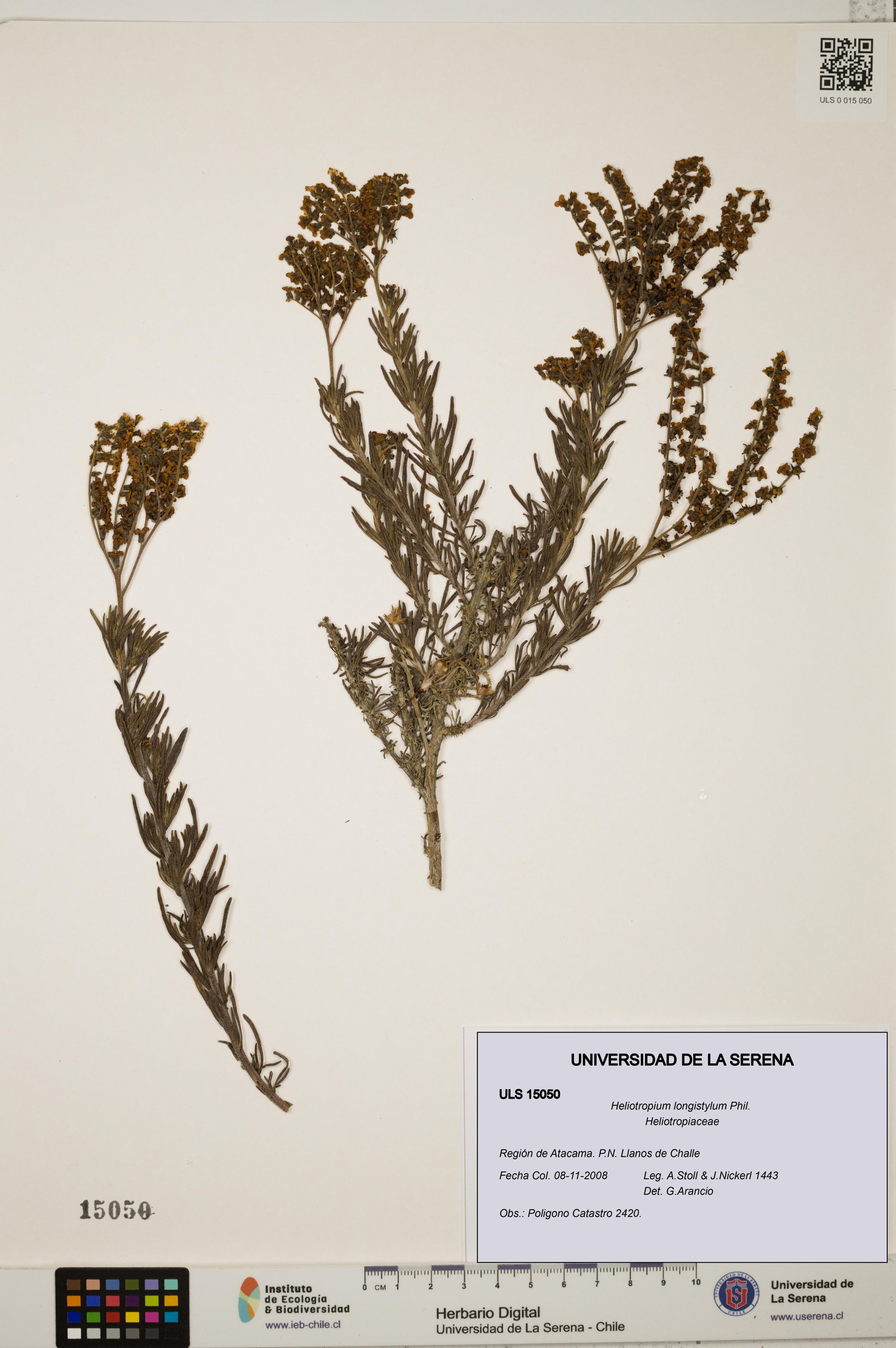 Heliotropium longistylum [Espécimen: ]