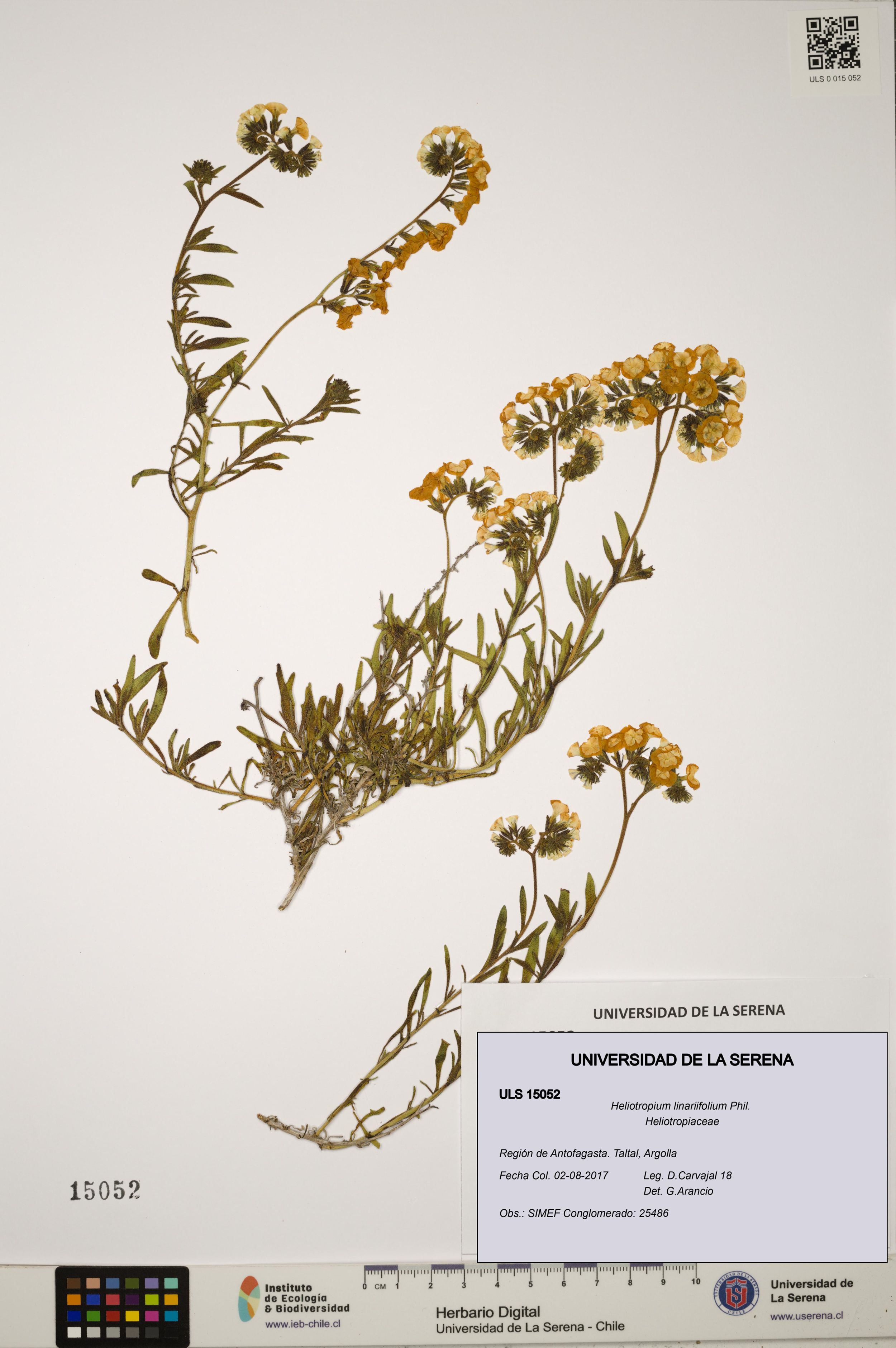Heliotropium linariifolium [Espécimen: ]