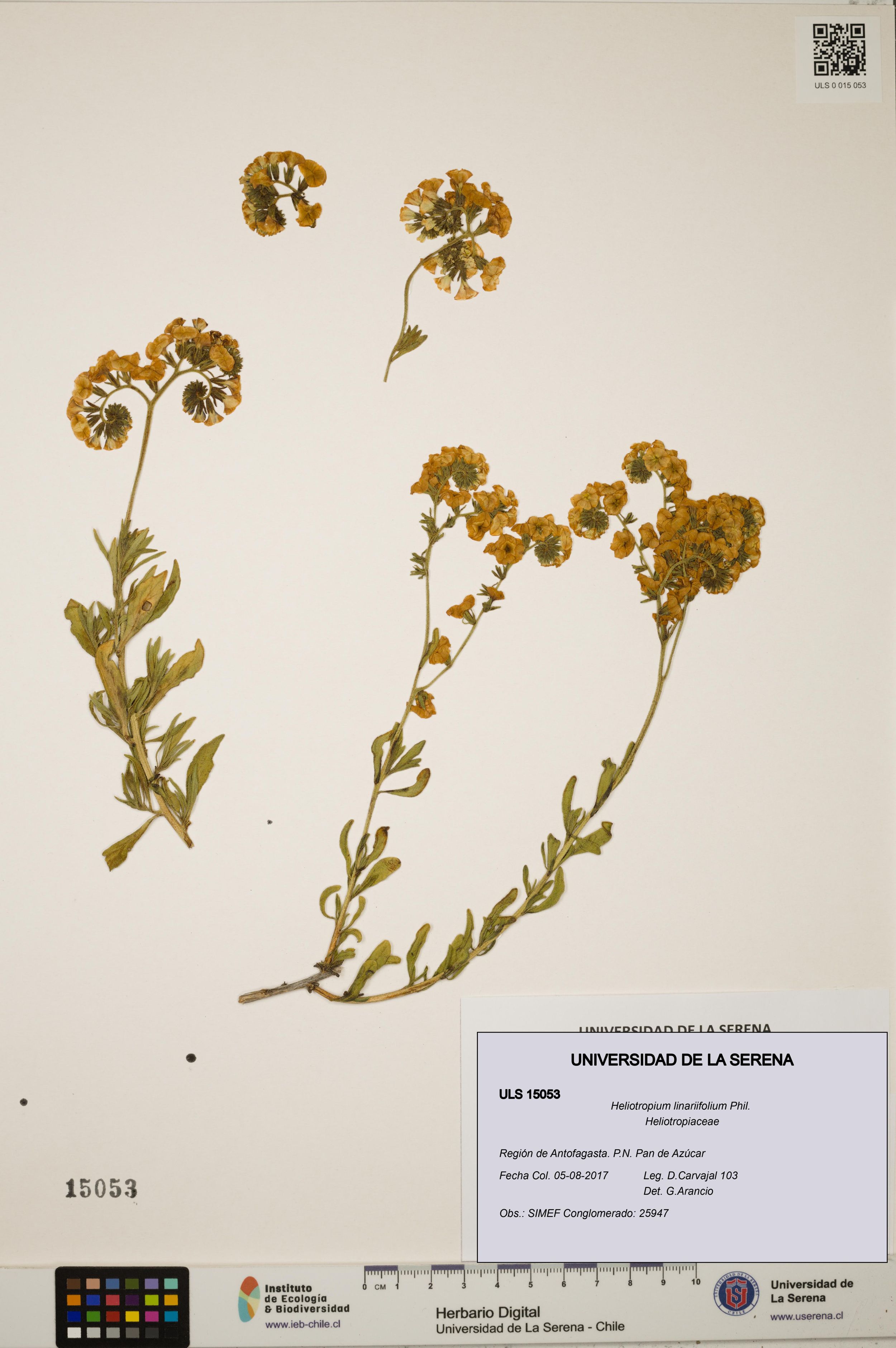 Heliotropium linariifolium [Espécimen: ]