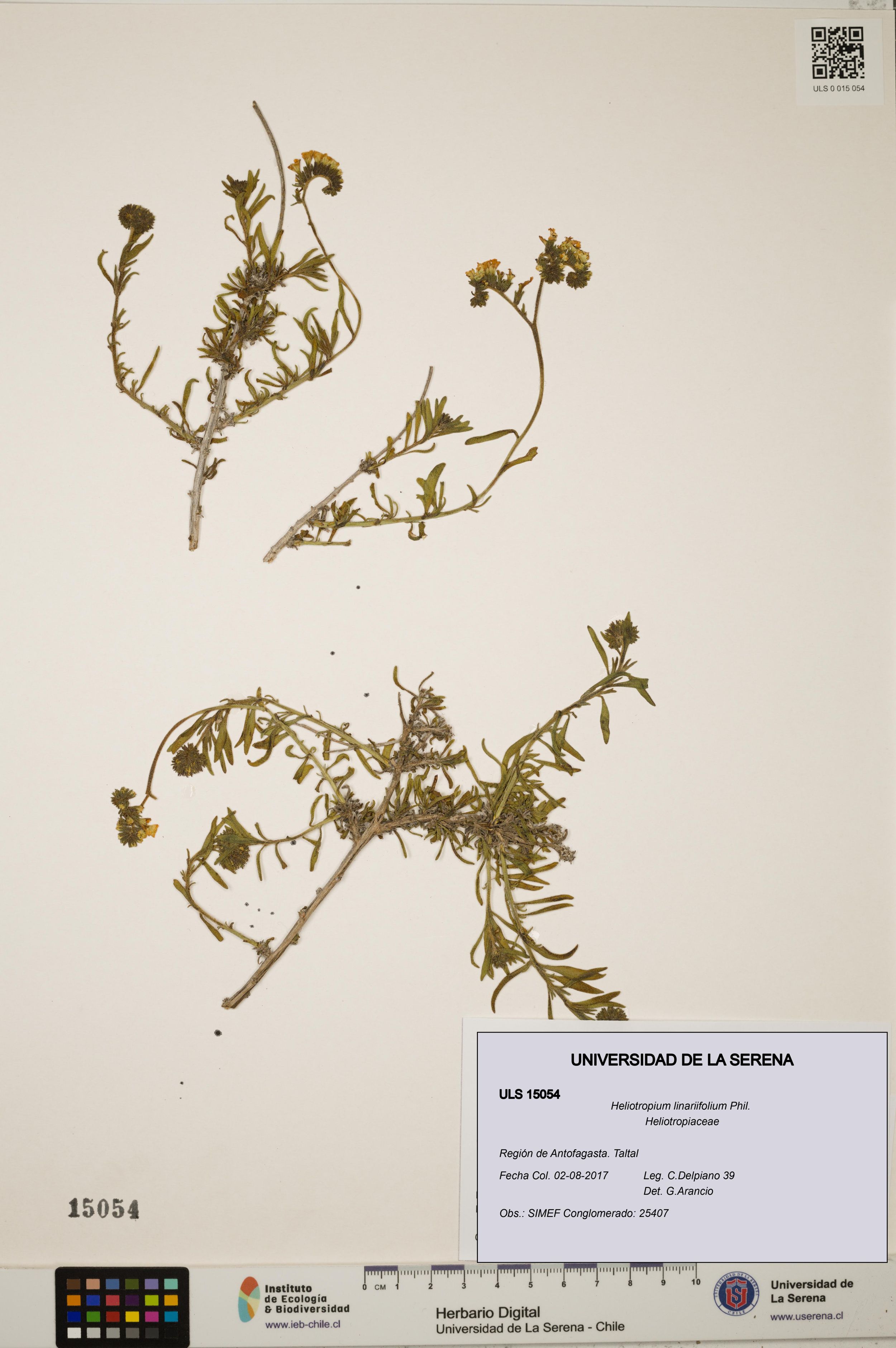 Heliotropium linariifolium [Espécimen: ]