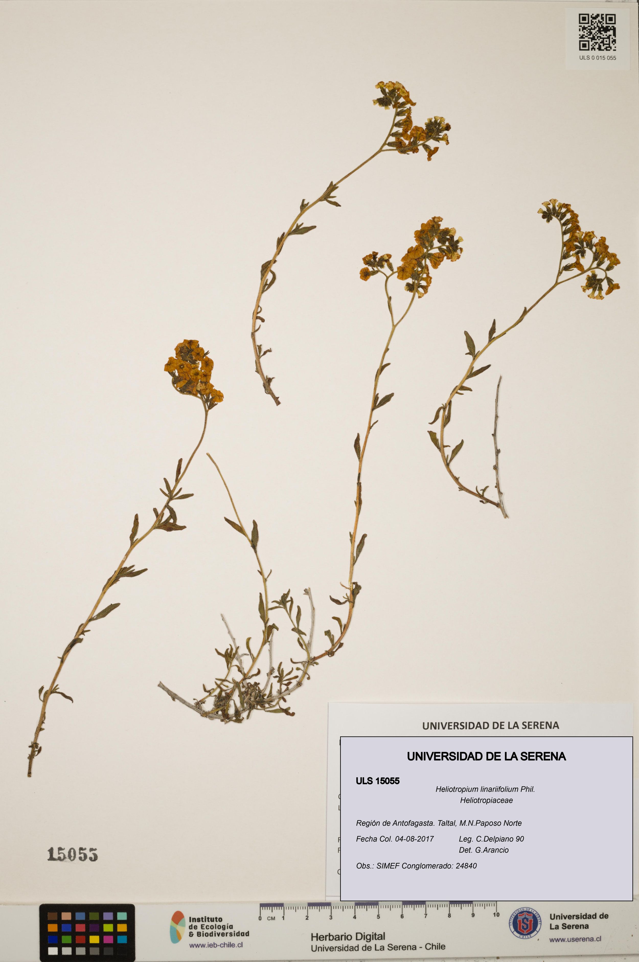 Heliotropium linariifolium [Espécimen: ]