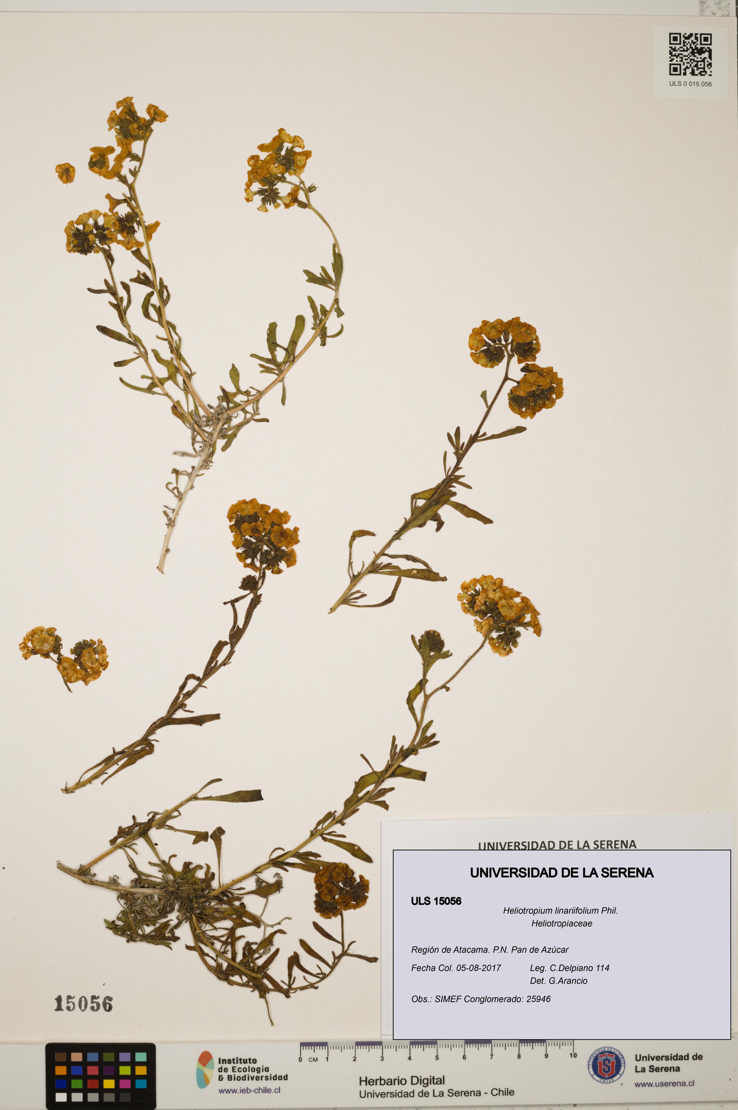 Heliotropium linariifolium [Espécimen: ]