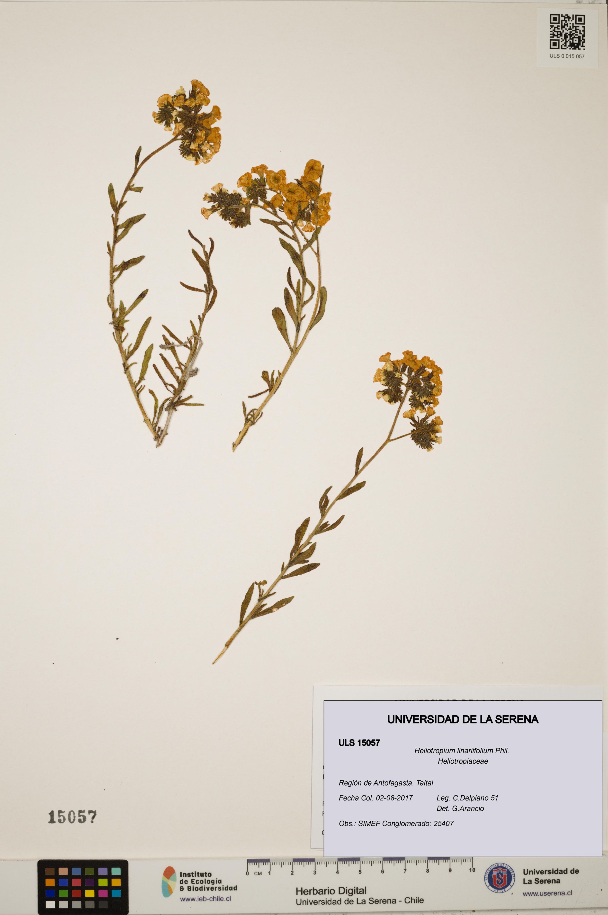 Heliotropium linariifolium [Espécimen: ]