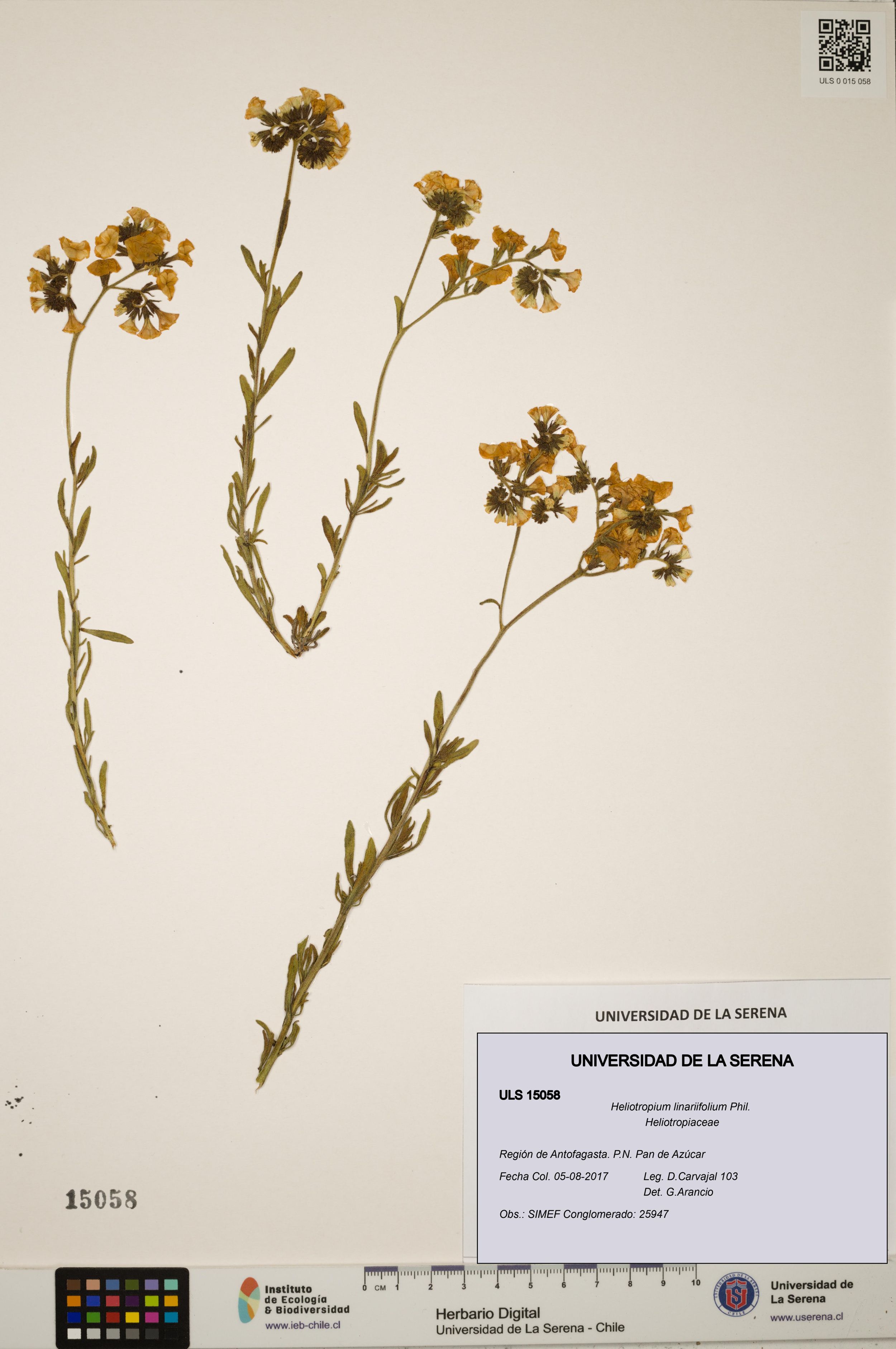 Heliotropium linariifolium [Espécimen: ]