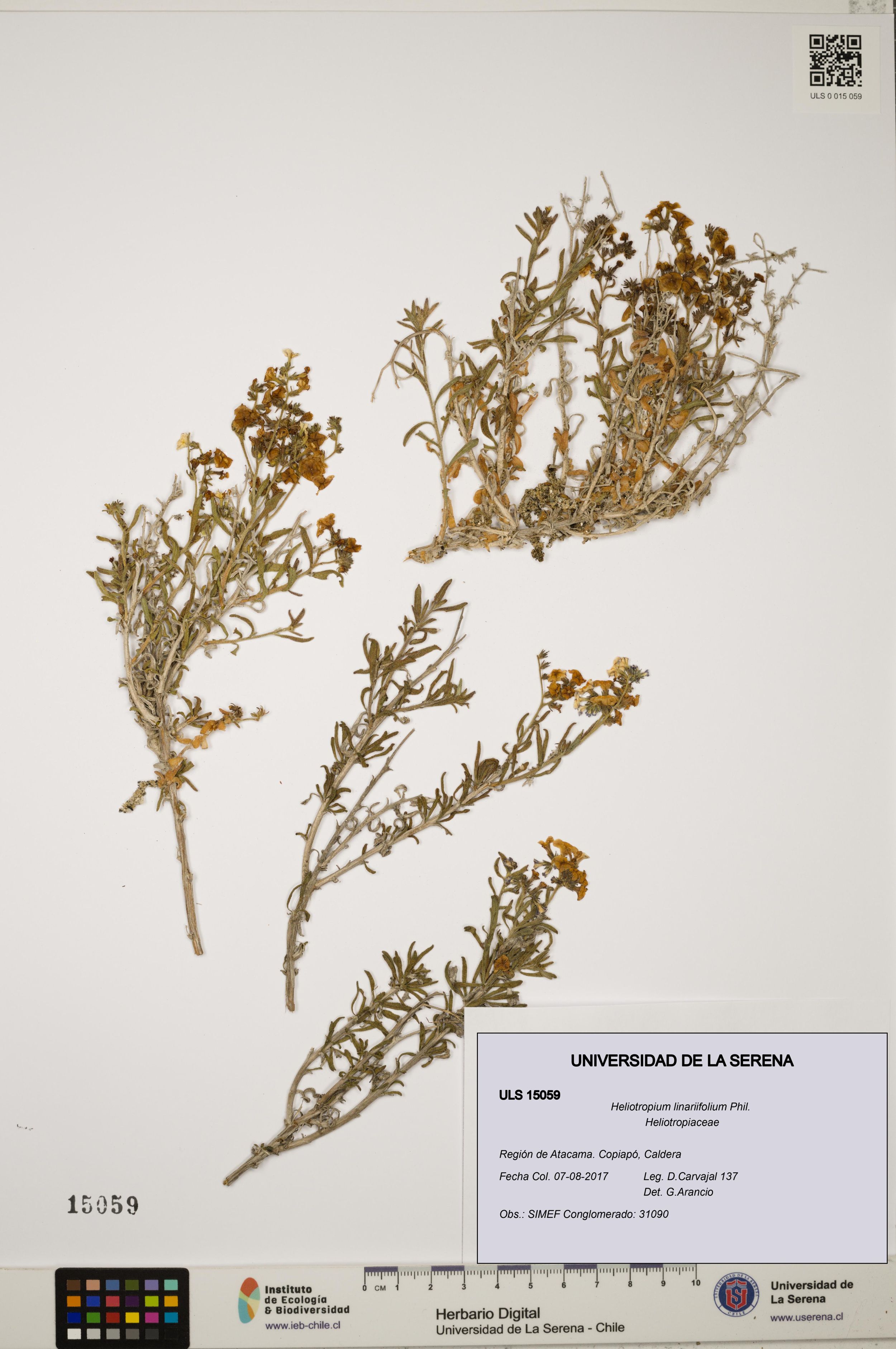 Heliotropium linariifolium [Espécimen: ]