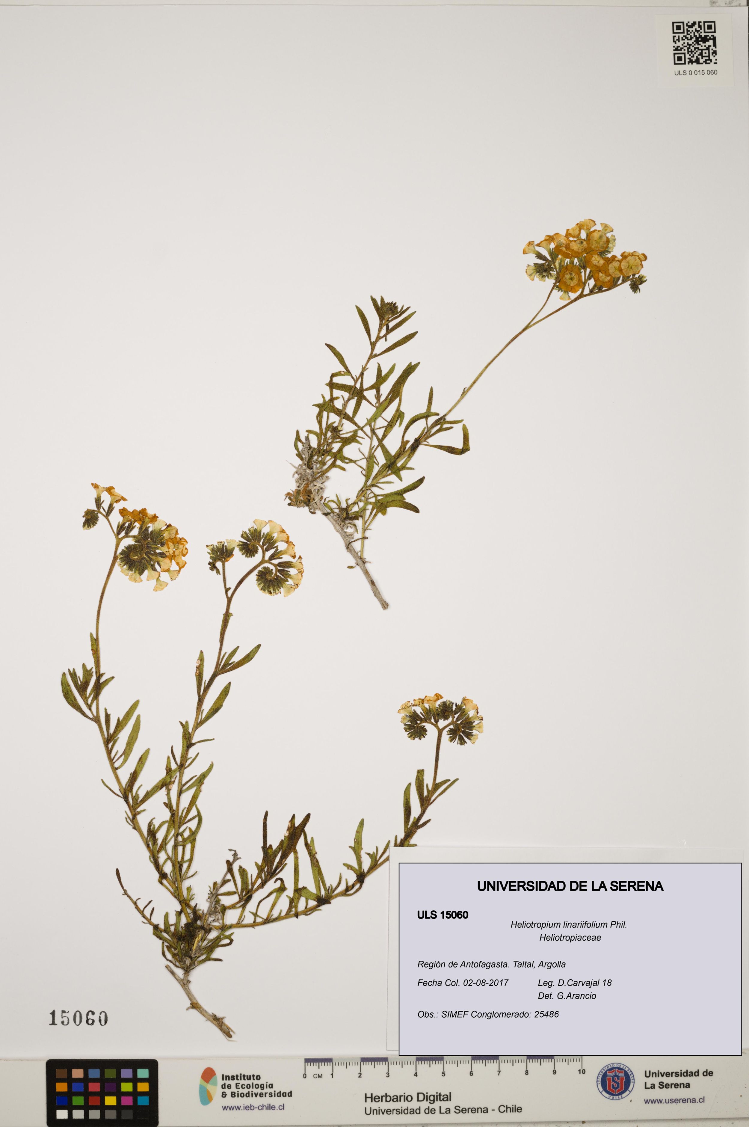 Heliotropium linariifolium [Espécimen: ]