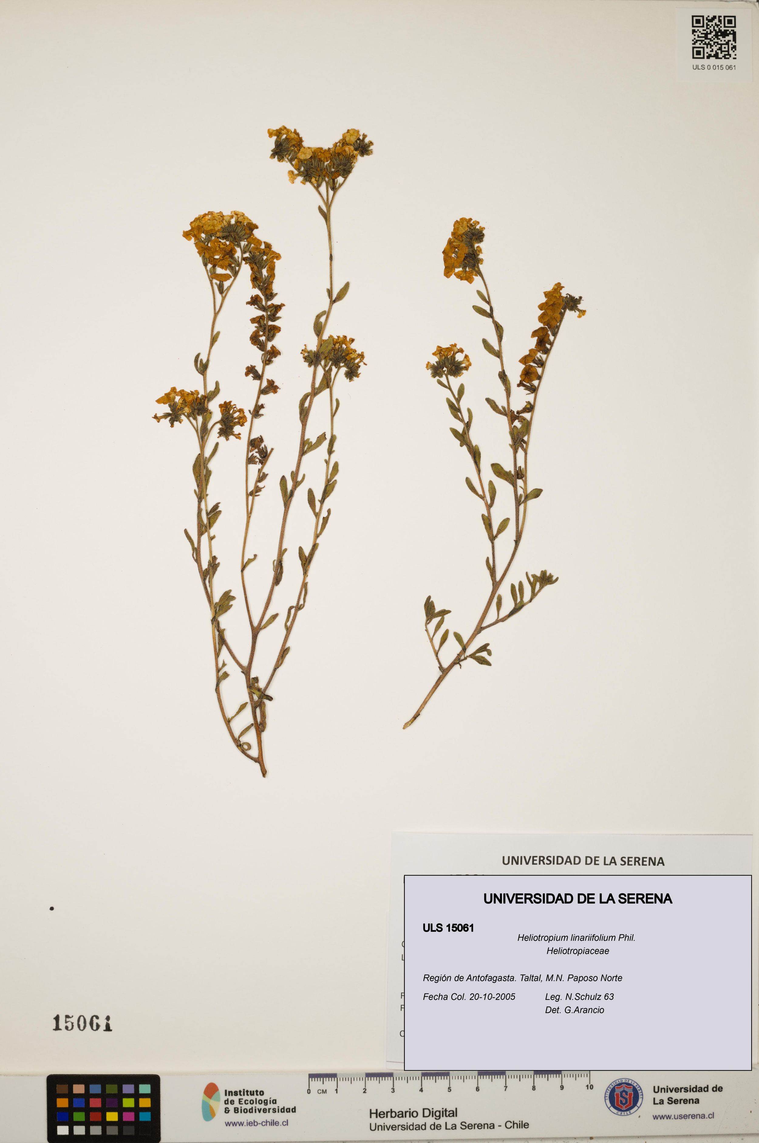 Heliotropium linariifolium [Espécimen: ]