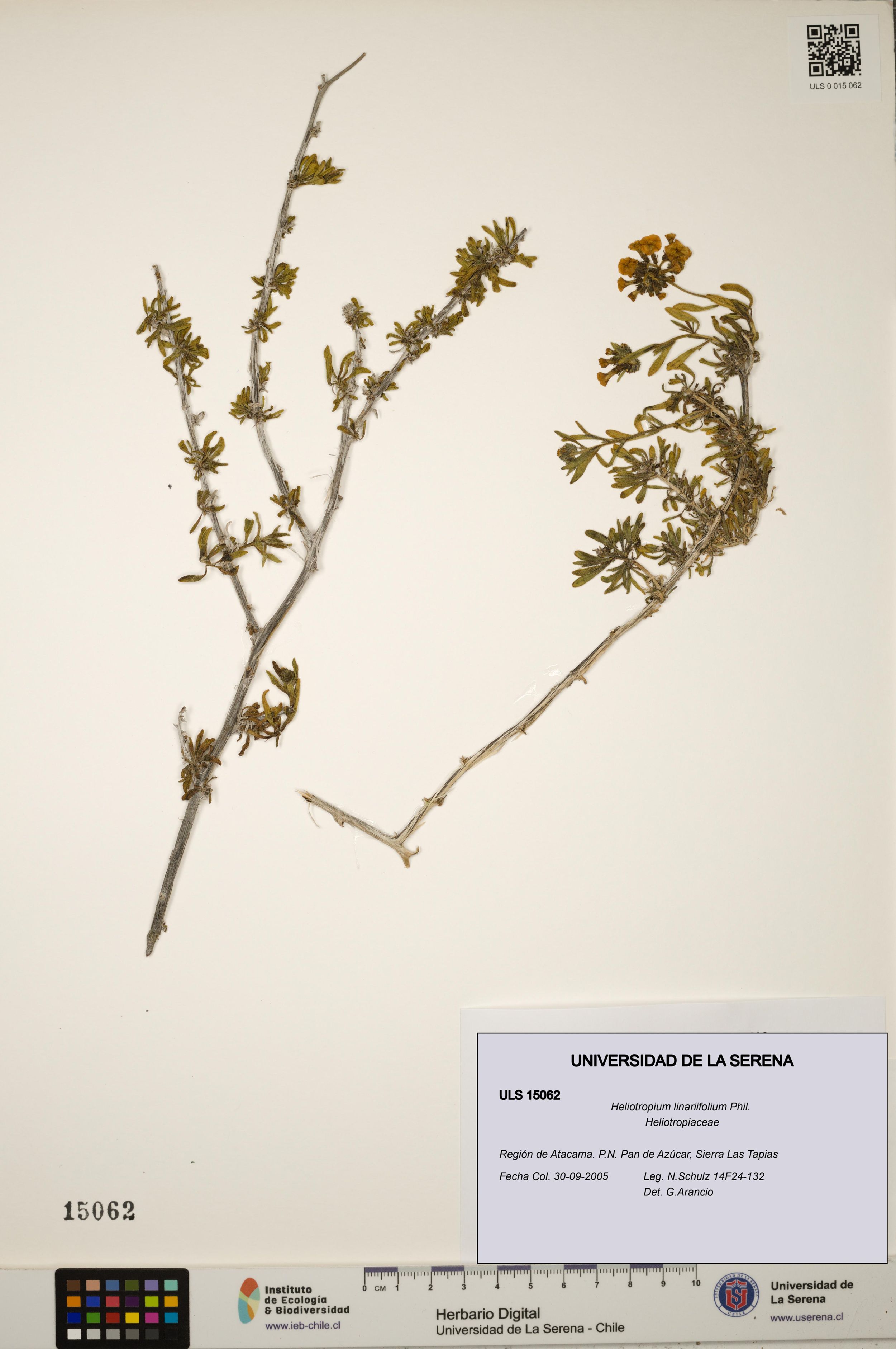 Heliotropium linariifolium [Espécimen: ]
