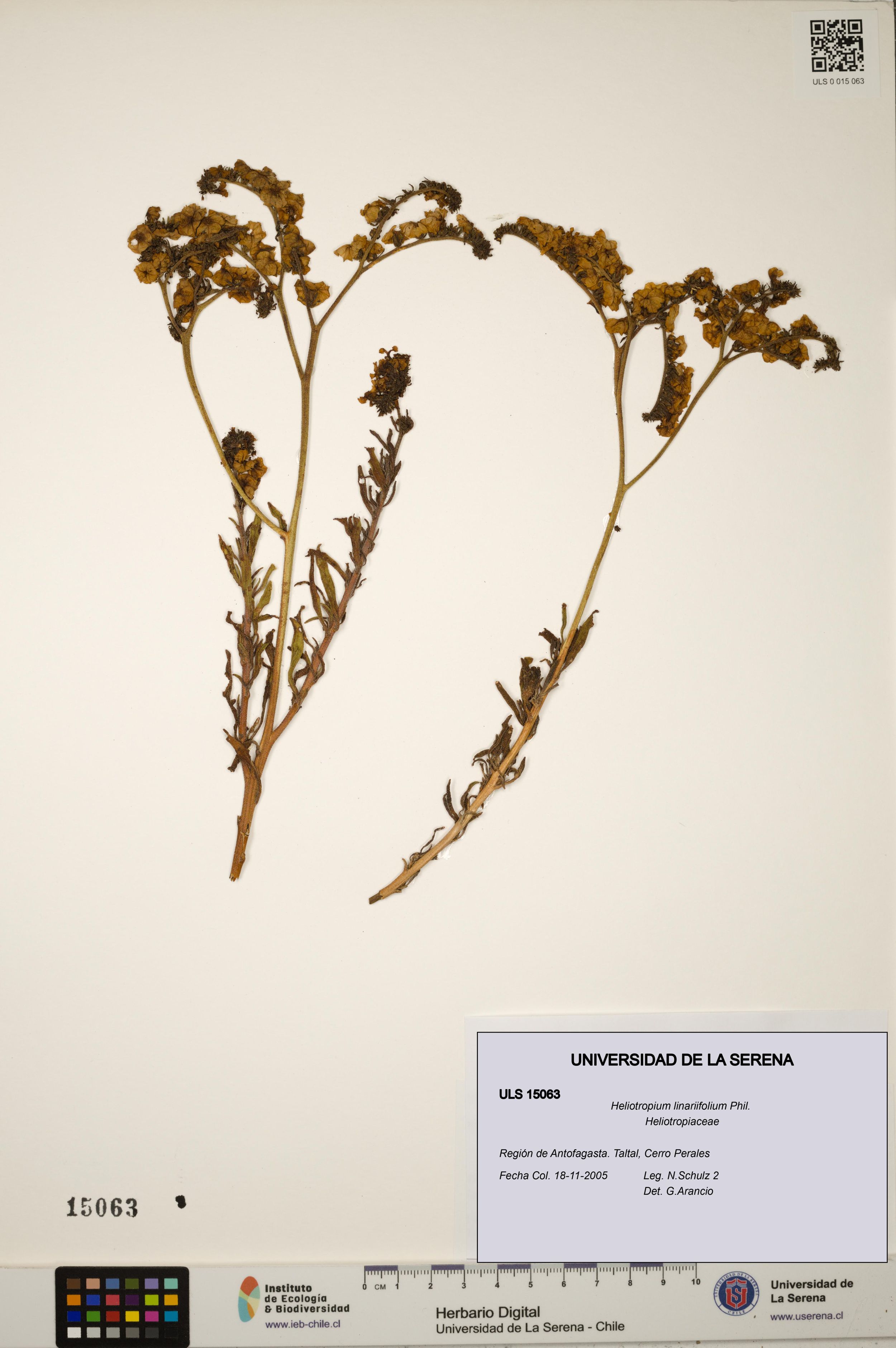 Heliotropium linariifolium [Espécimen: ]