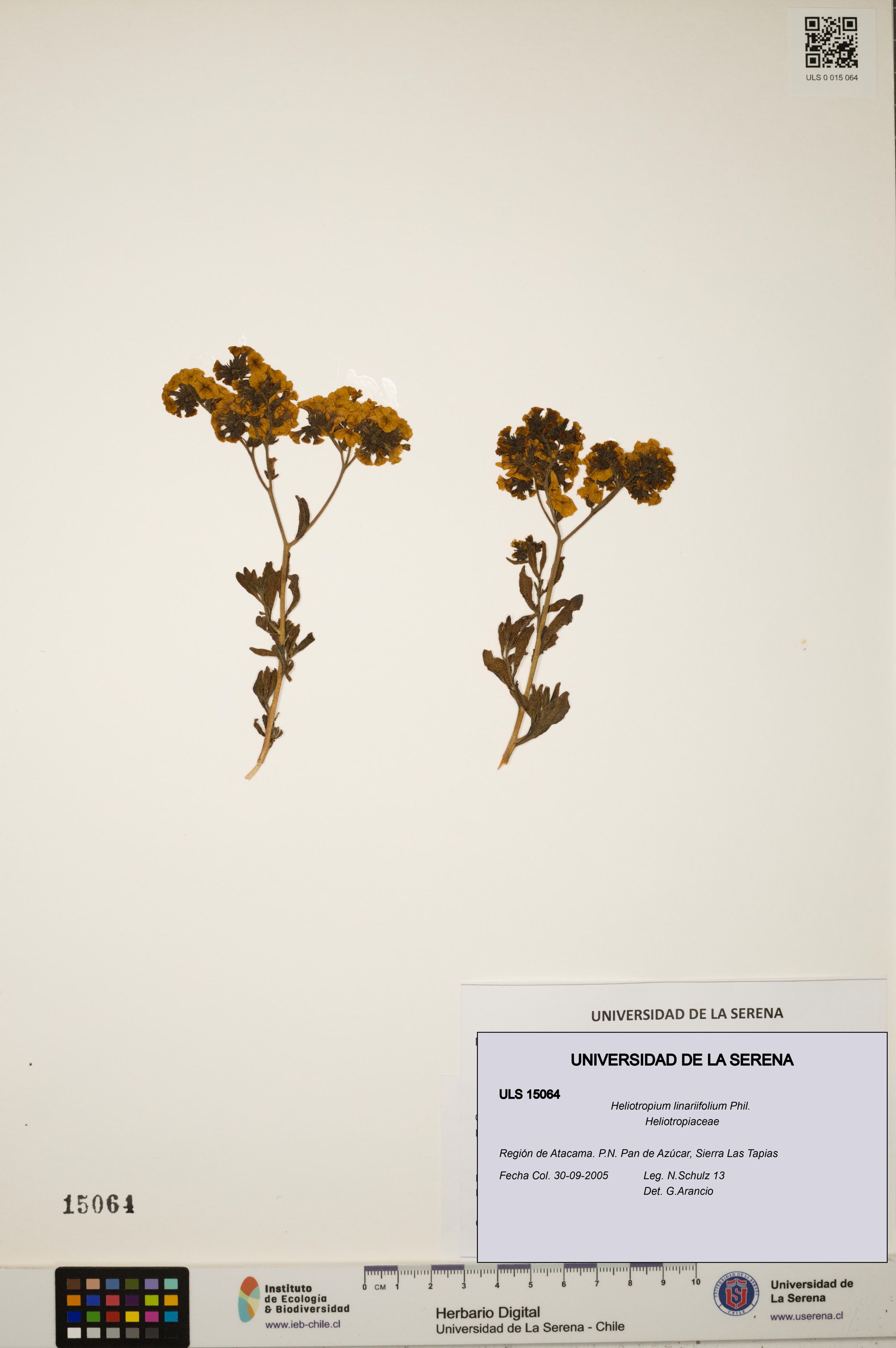 Heliotropium linariifolium [Espécimen: ]
