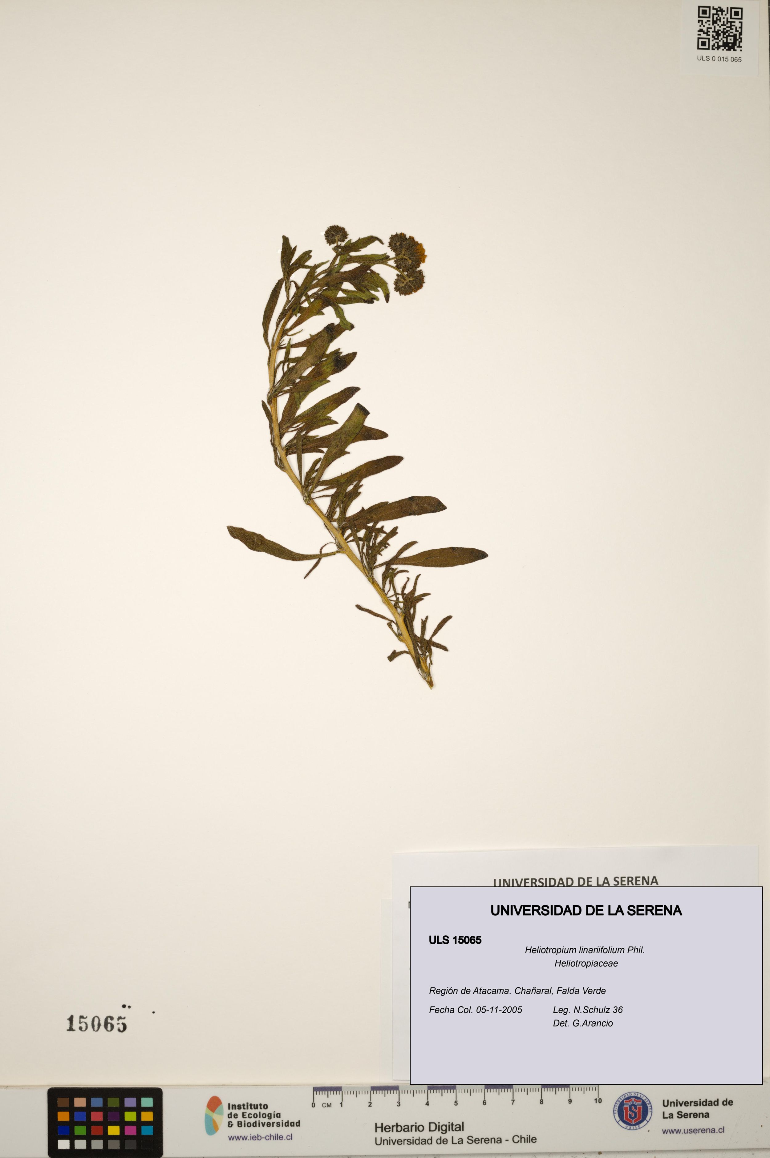 Heliotropium linariifolium [Espécimen: ]