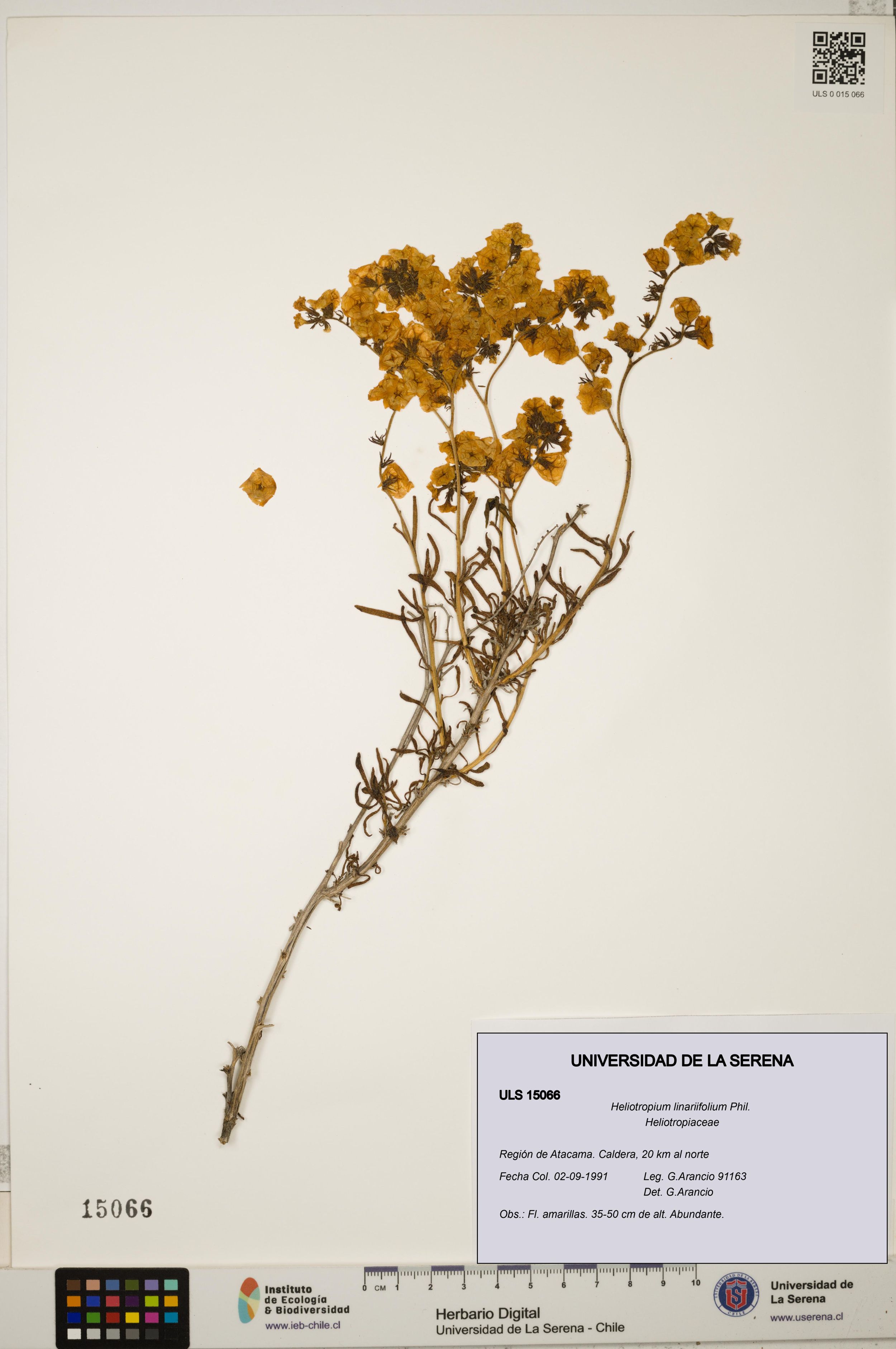 Heliotropium linariifolium [Espécimen: ]