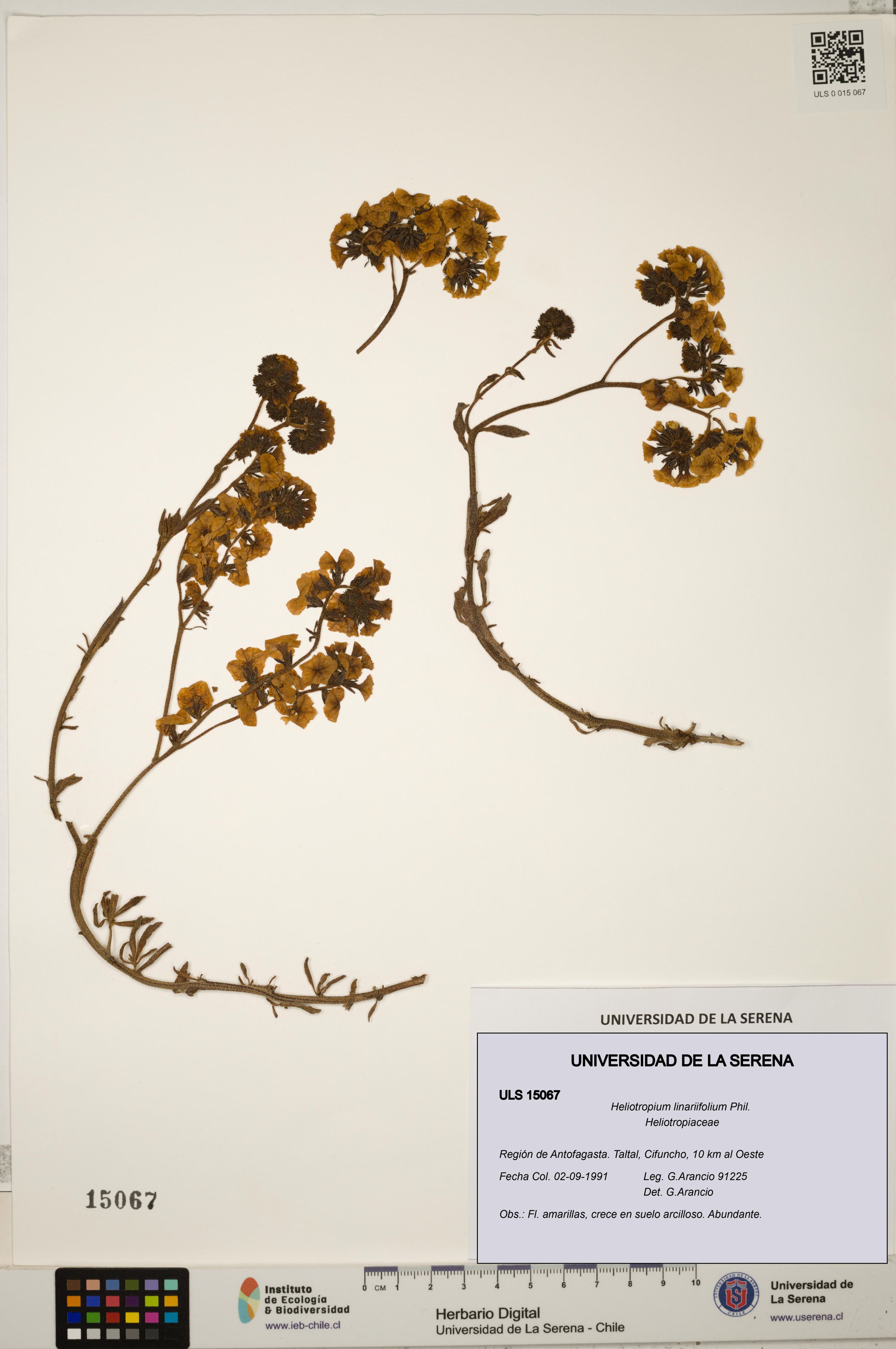 Heliotropium linariifolium [Espécimen: ]