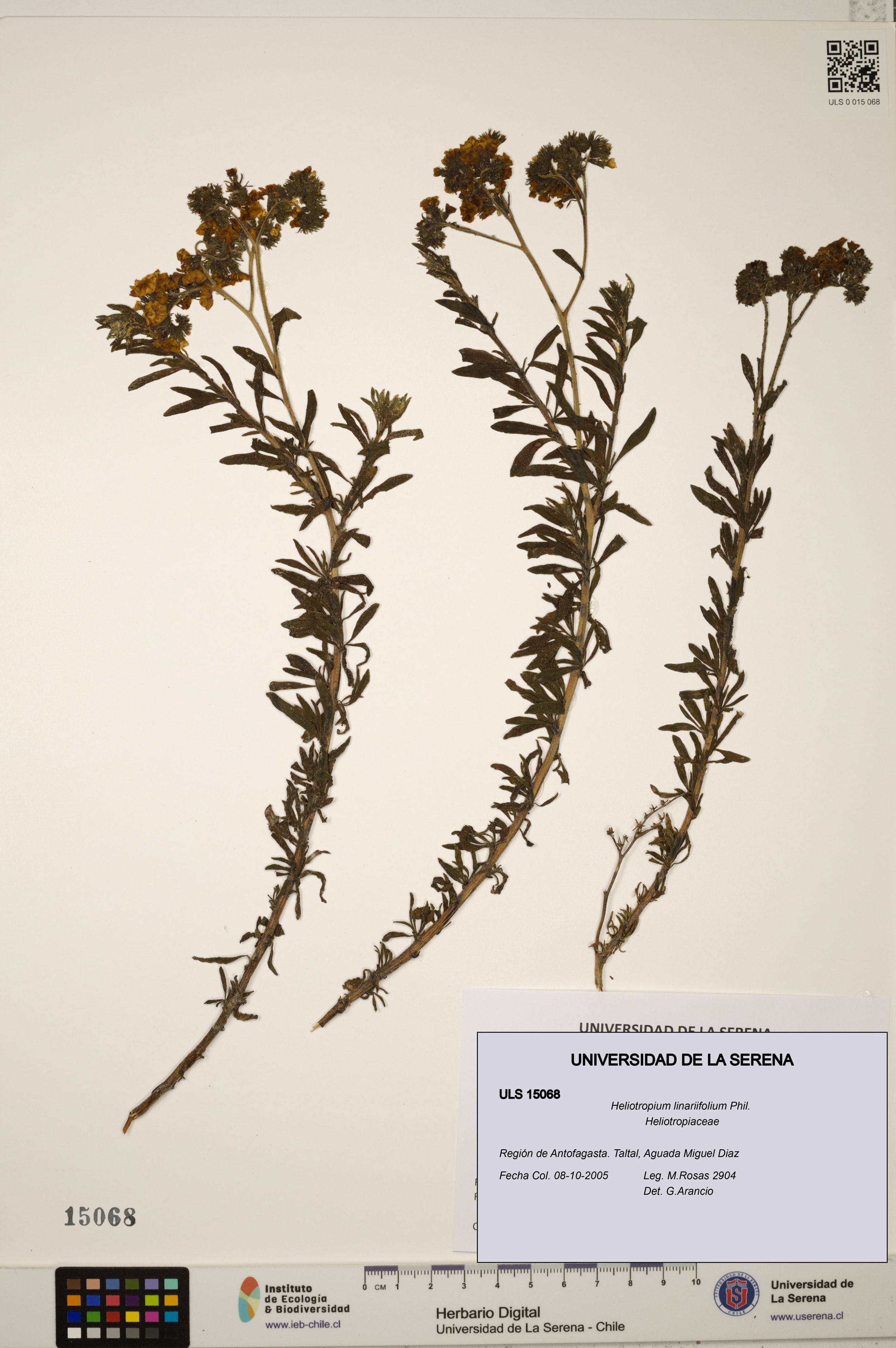 Heliotropium linariifolium [Espécimen: ]