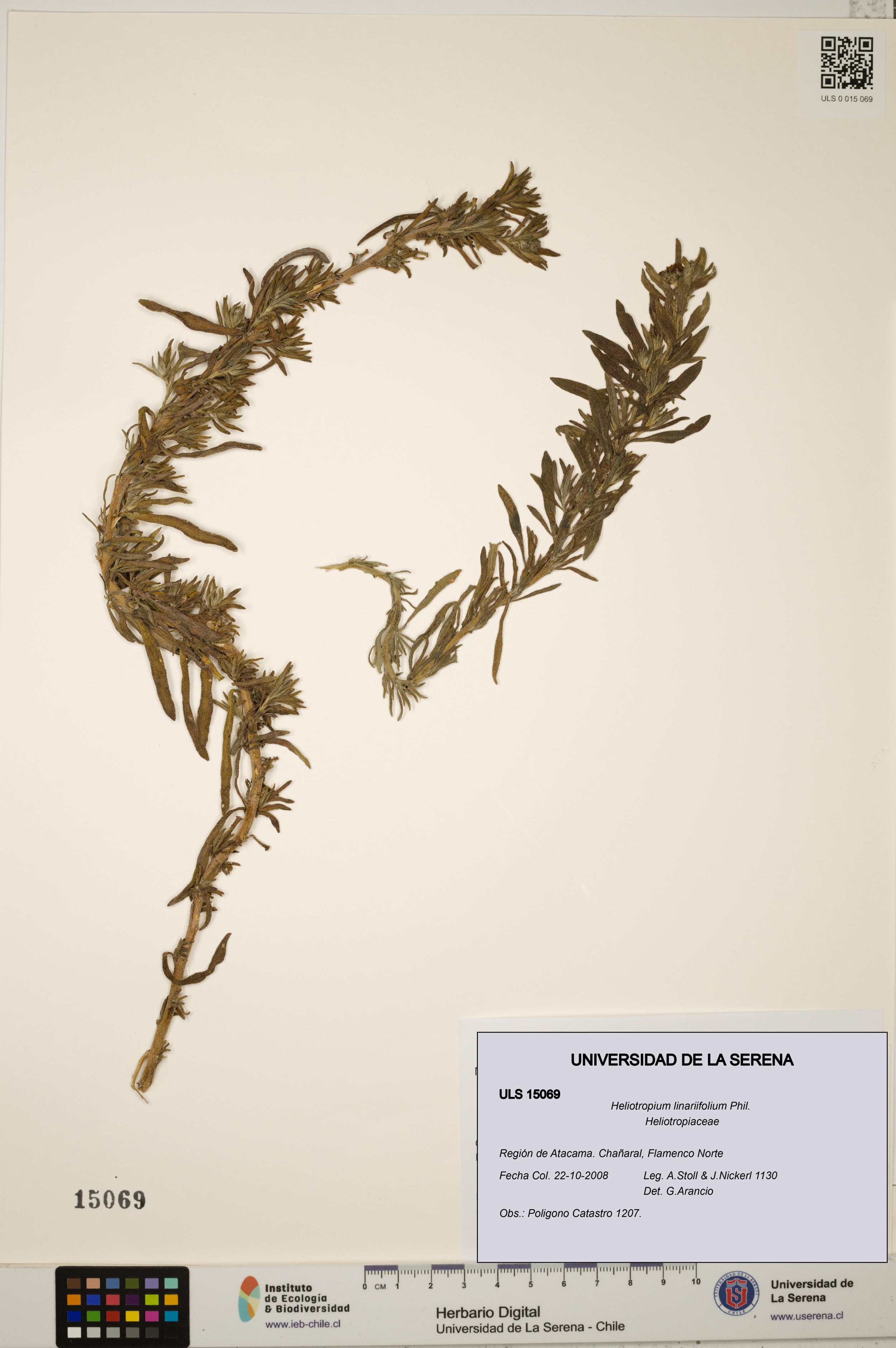 Heliotropium linariifolium [Espécimen: ]
