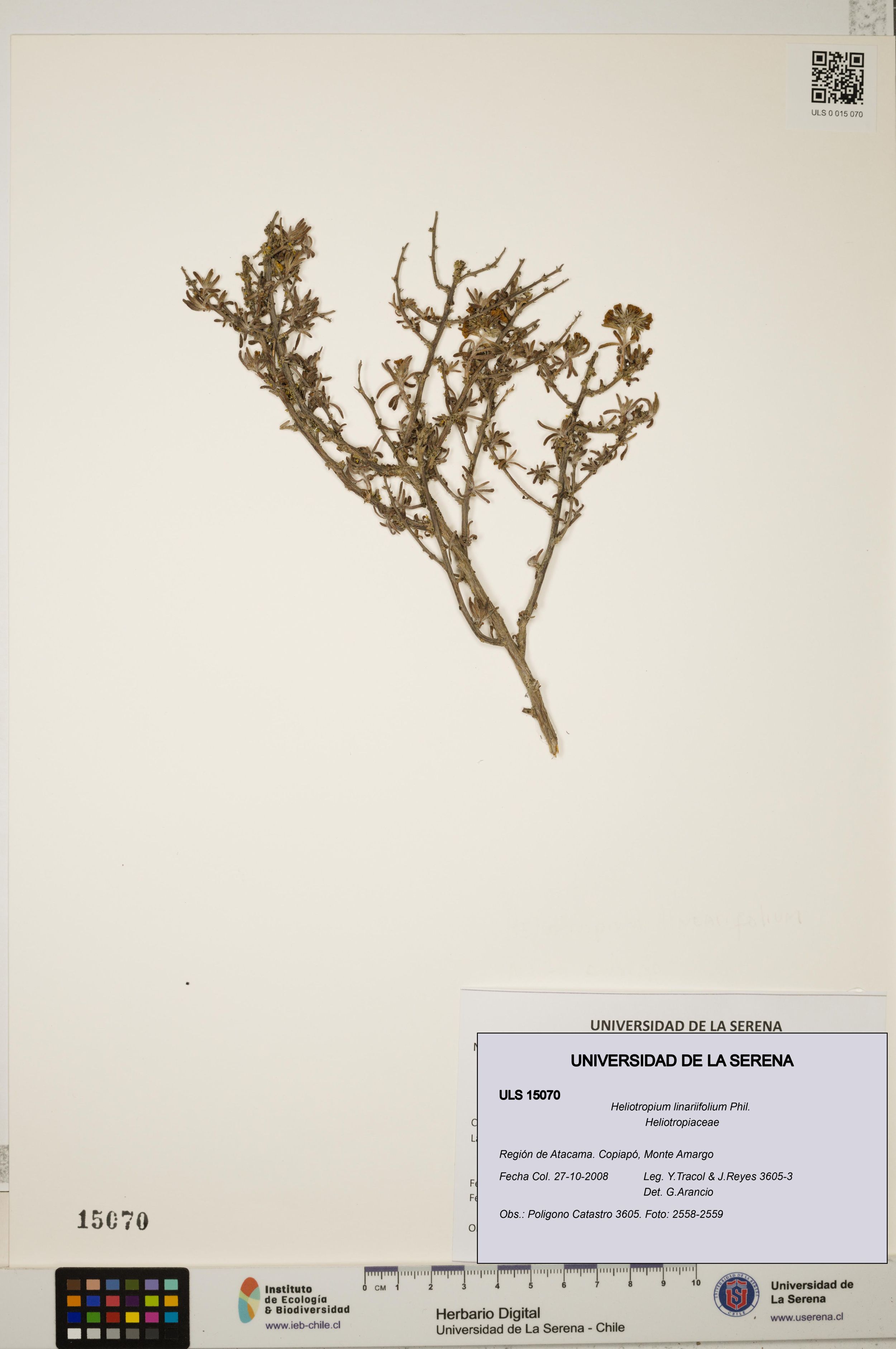 Heliotropium linariifolium [Espécimen: ]