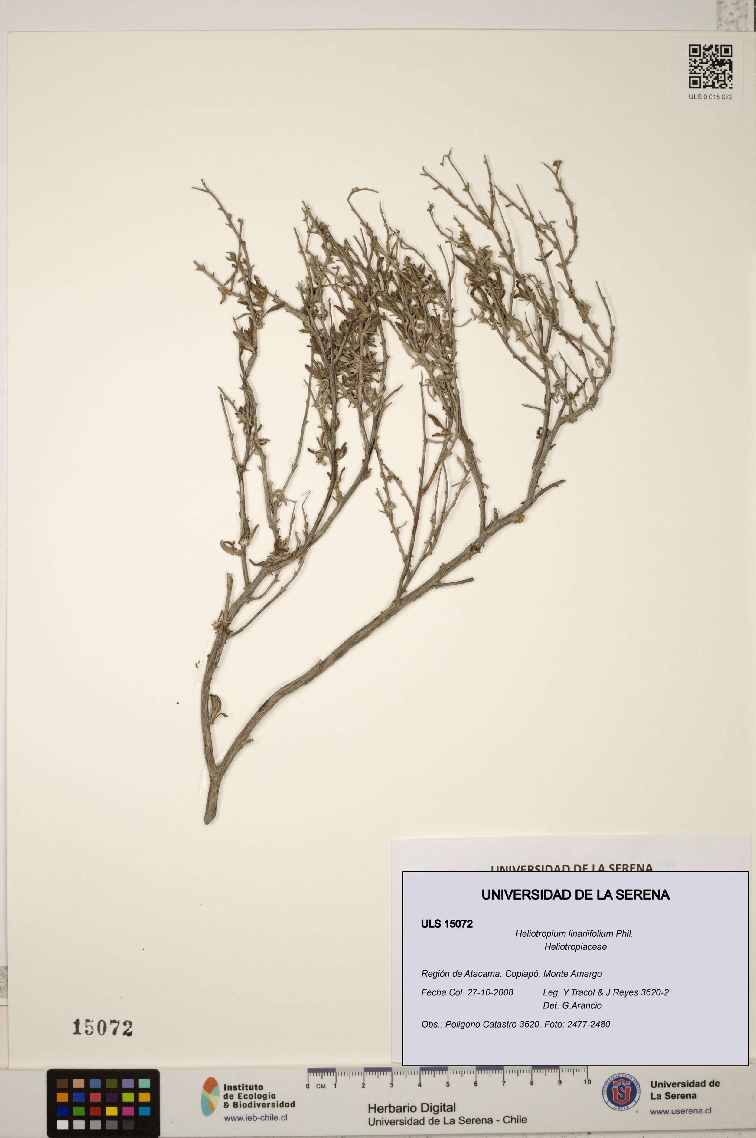 Heliotropium linariifolium [Espécimen: ]