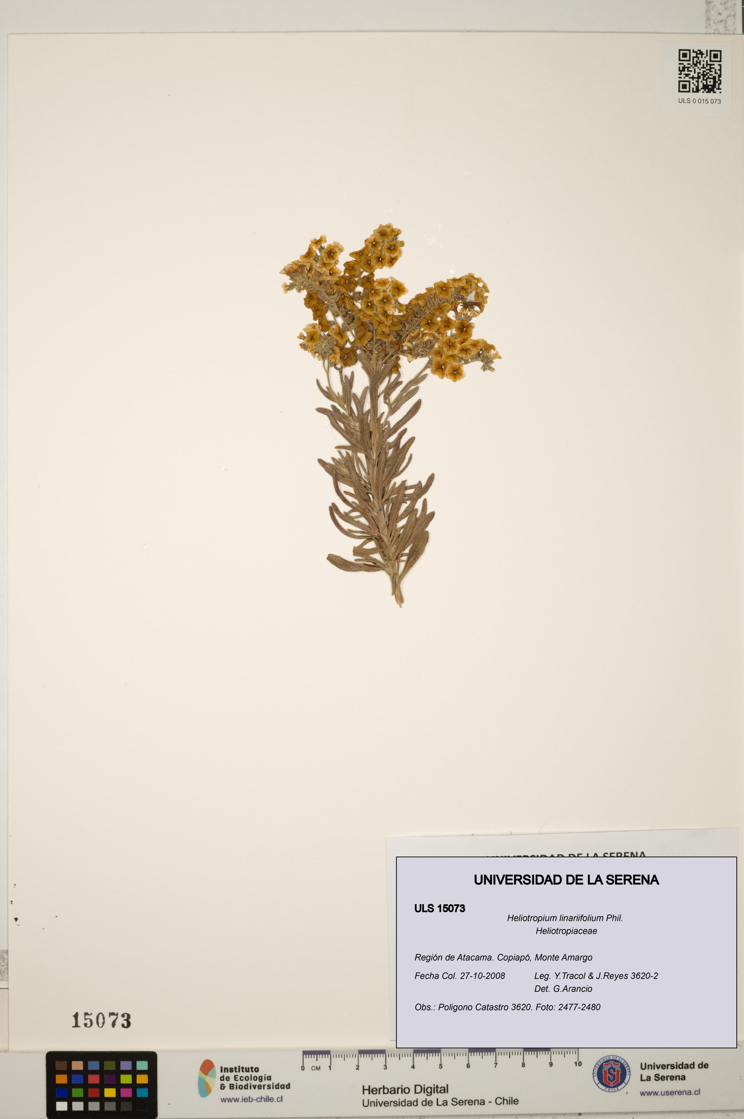 Heliotropium linariifolium [Espécimen: ]