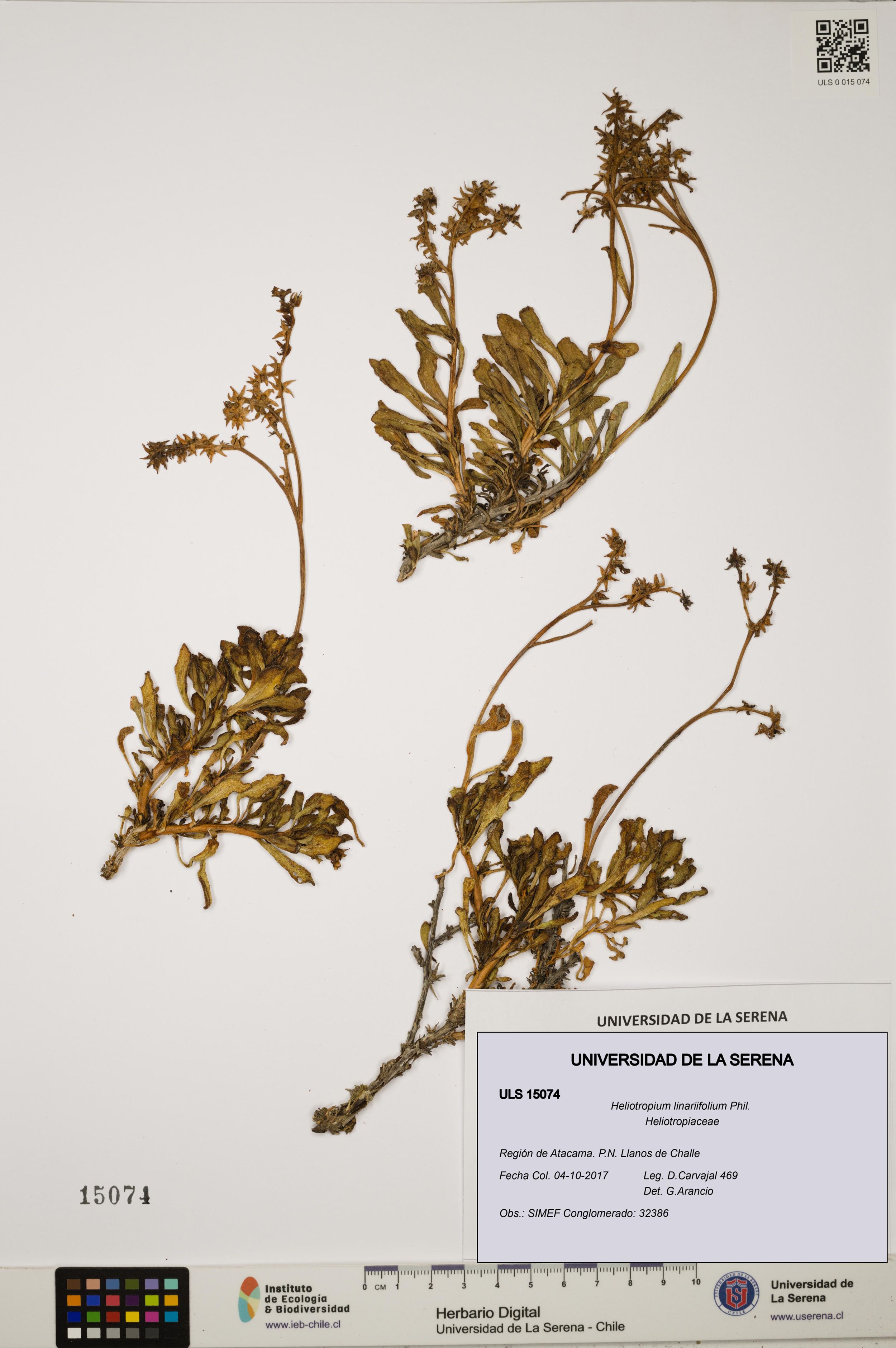 Heliotropium linariifolium [Espécimen: ]