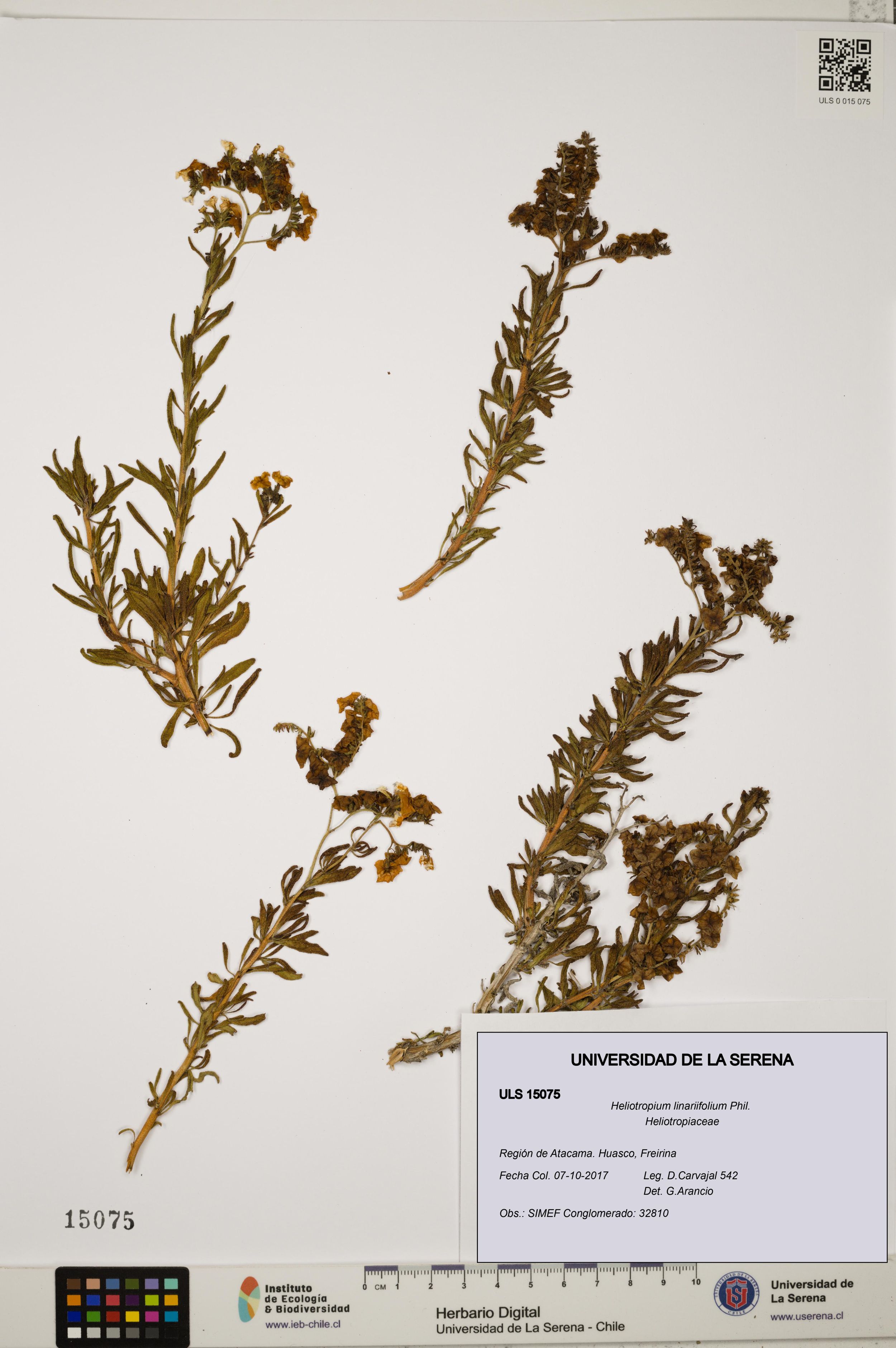 Heliotropium linariifolium [Espécimen: ]
