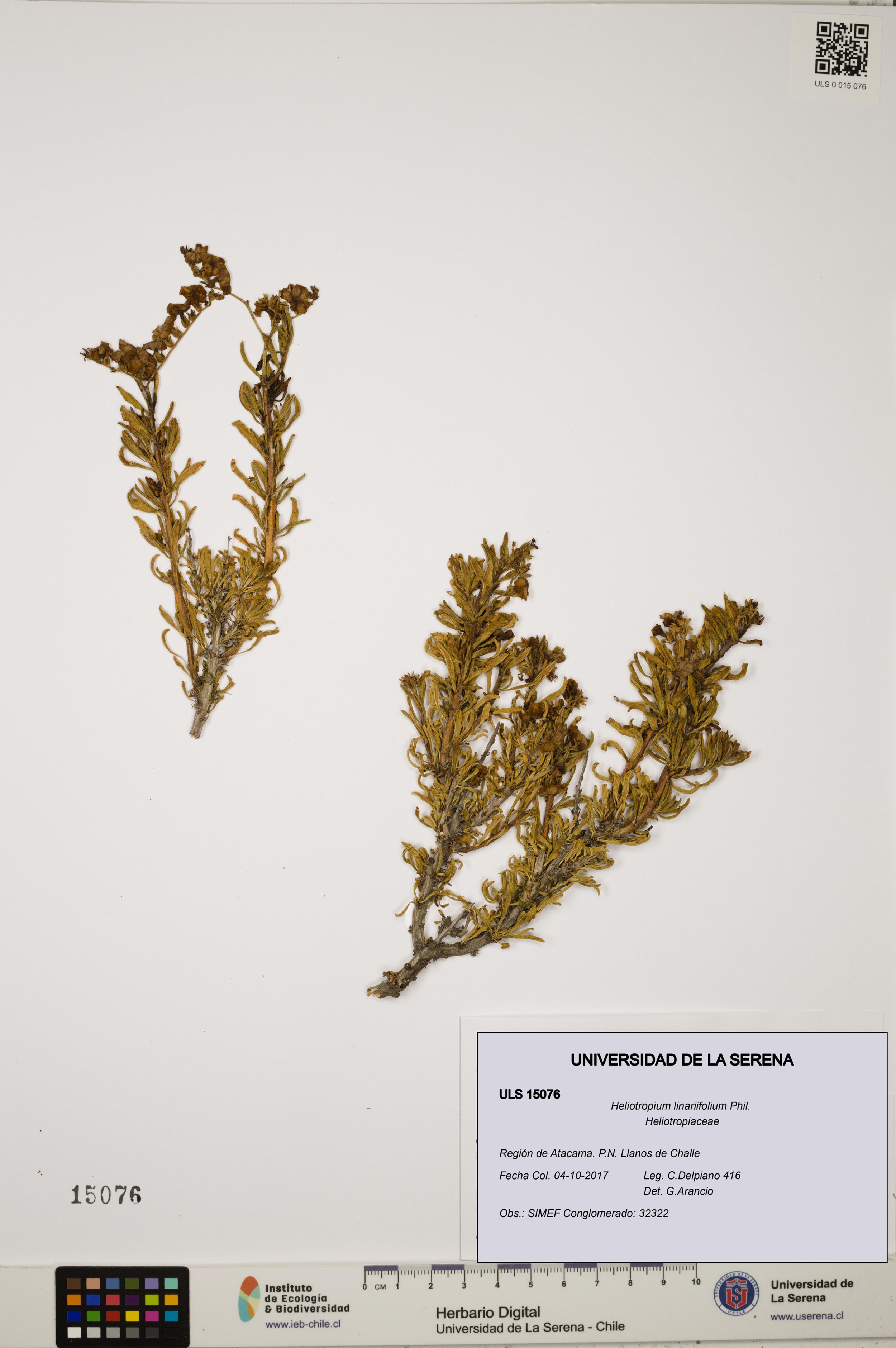 Heliotropium linariifolium [Espécimen: ]