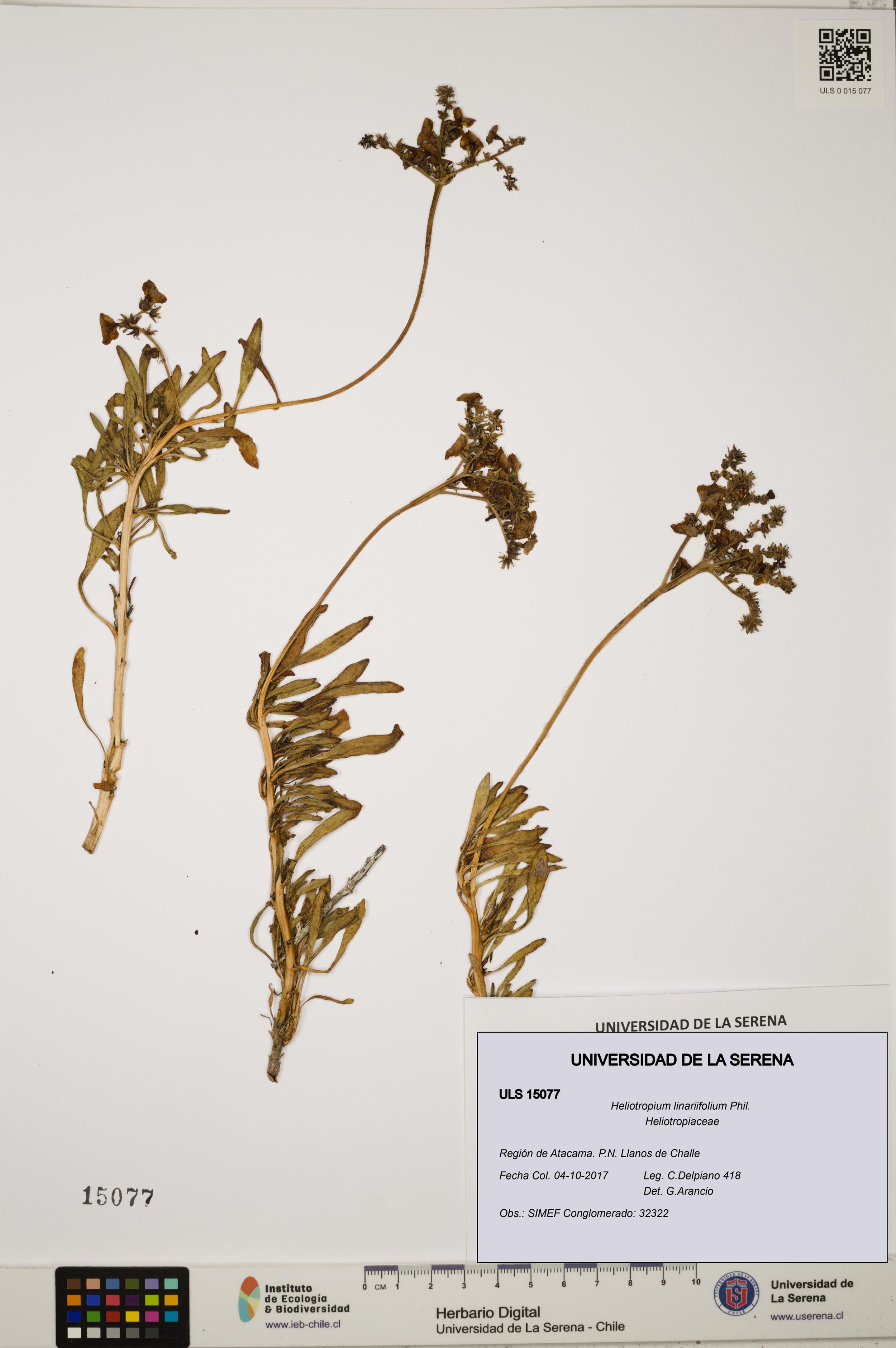 Heliotropium linariifolium [Espécimen: ]