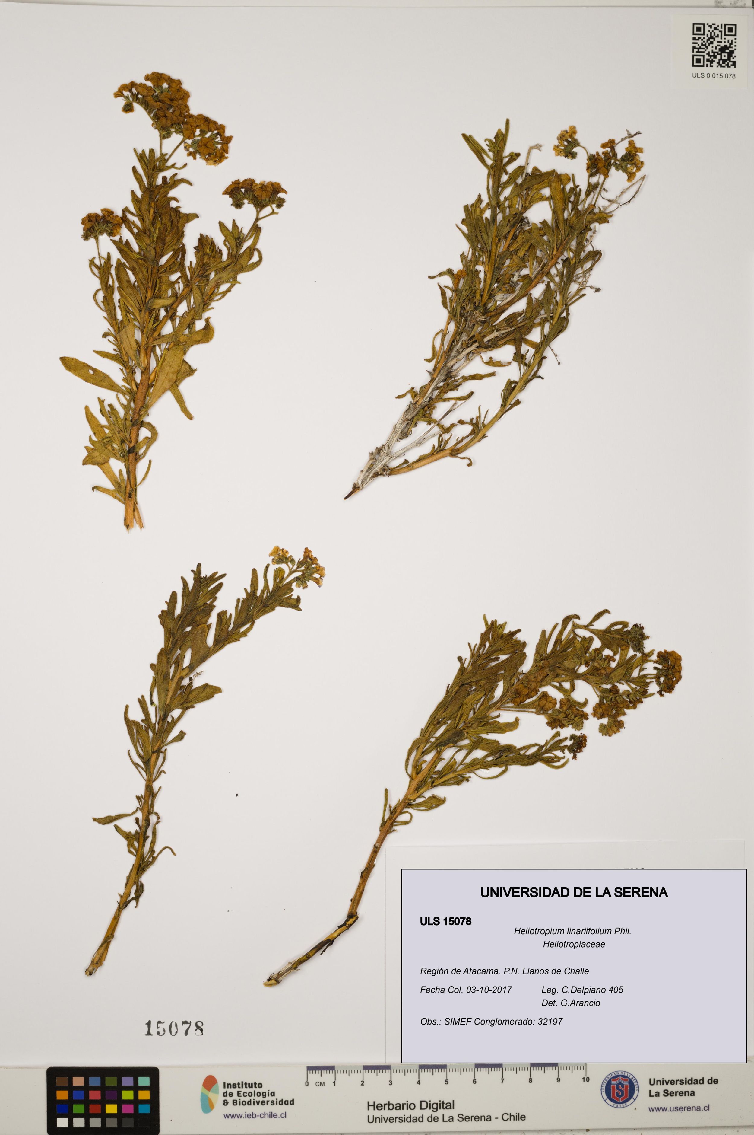 Heliotropium linariifolium [Espécimen: ]