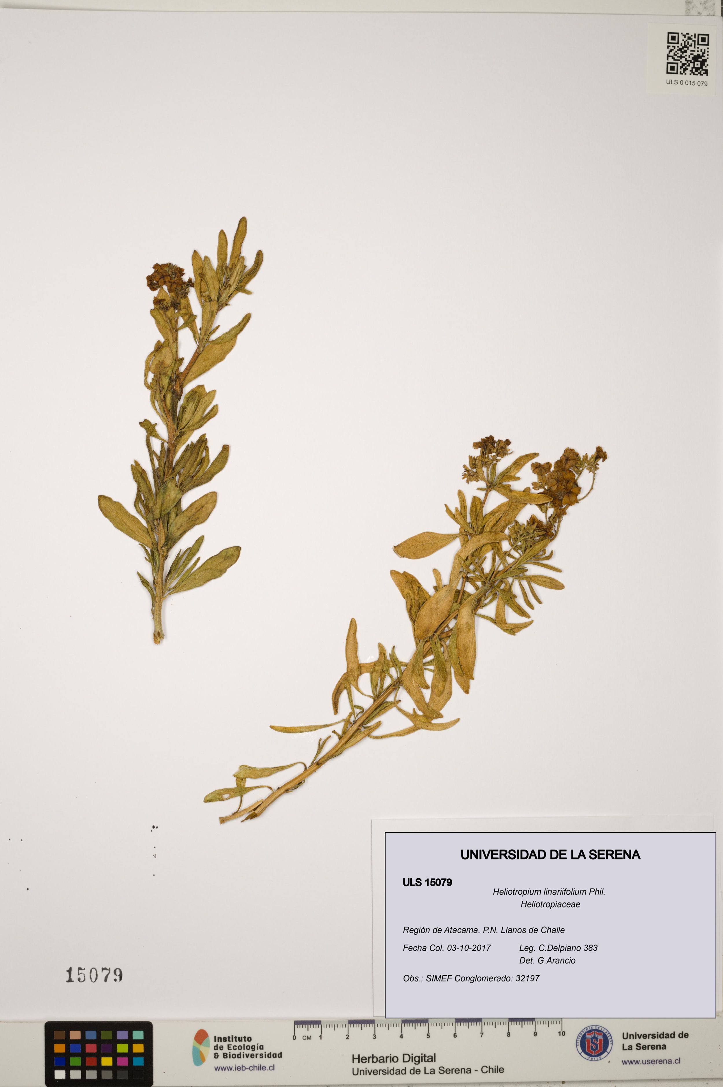 Heliotropium linariifolium [Espécimen: ]