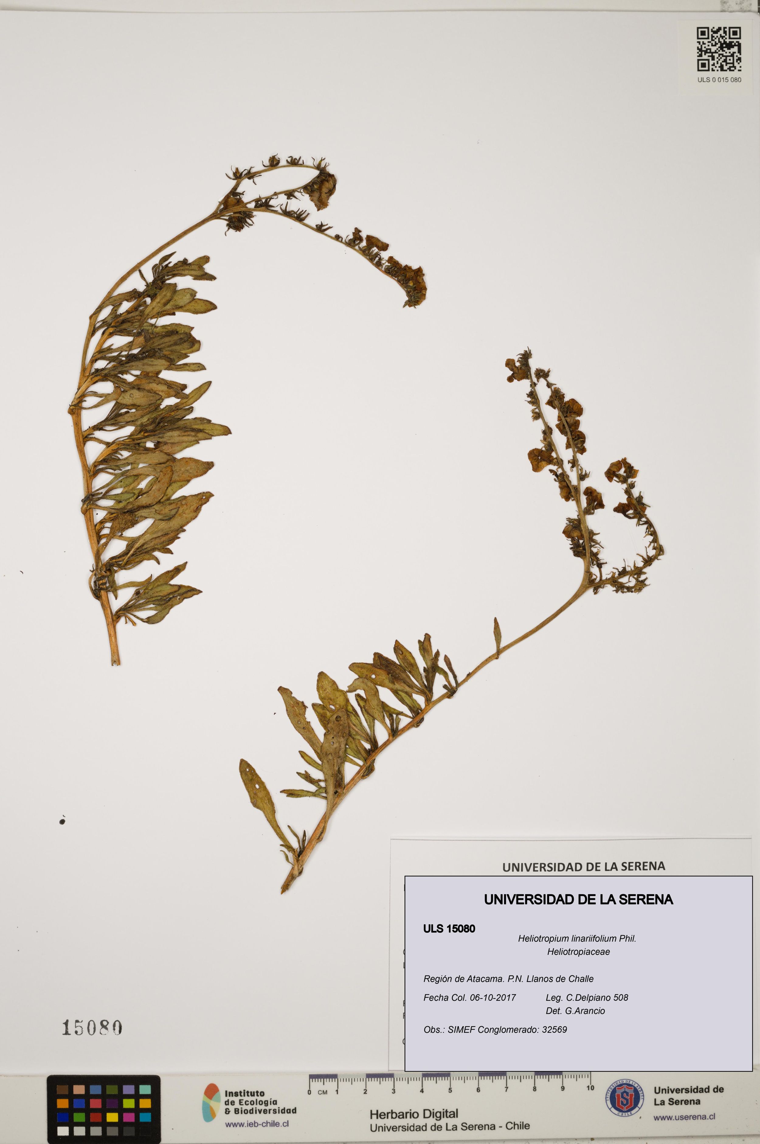 Heliotropium linariifolium [Espécimen: ]