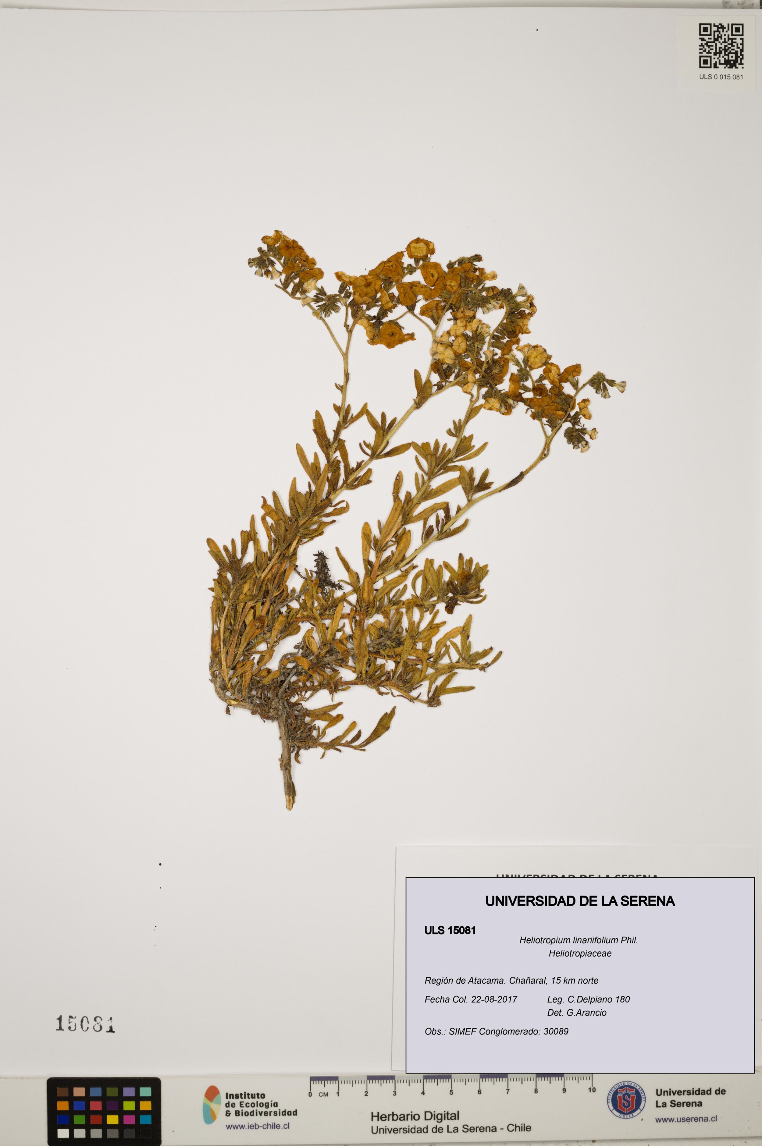 Heliotropium linariifolium [Espécimen: ]
