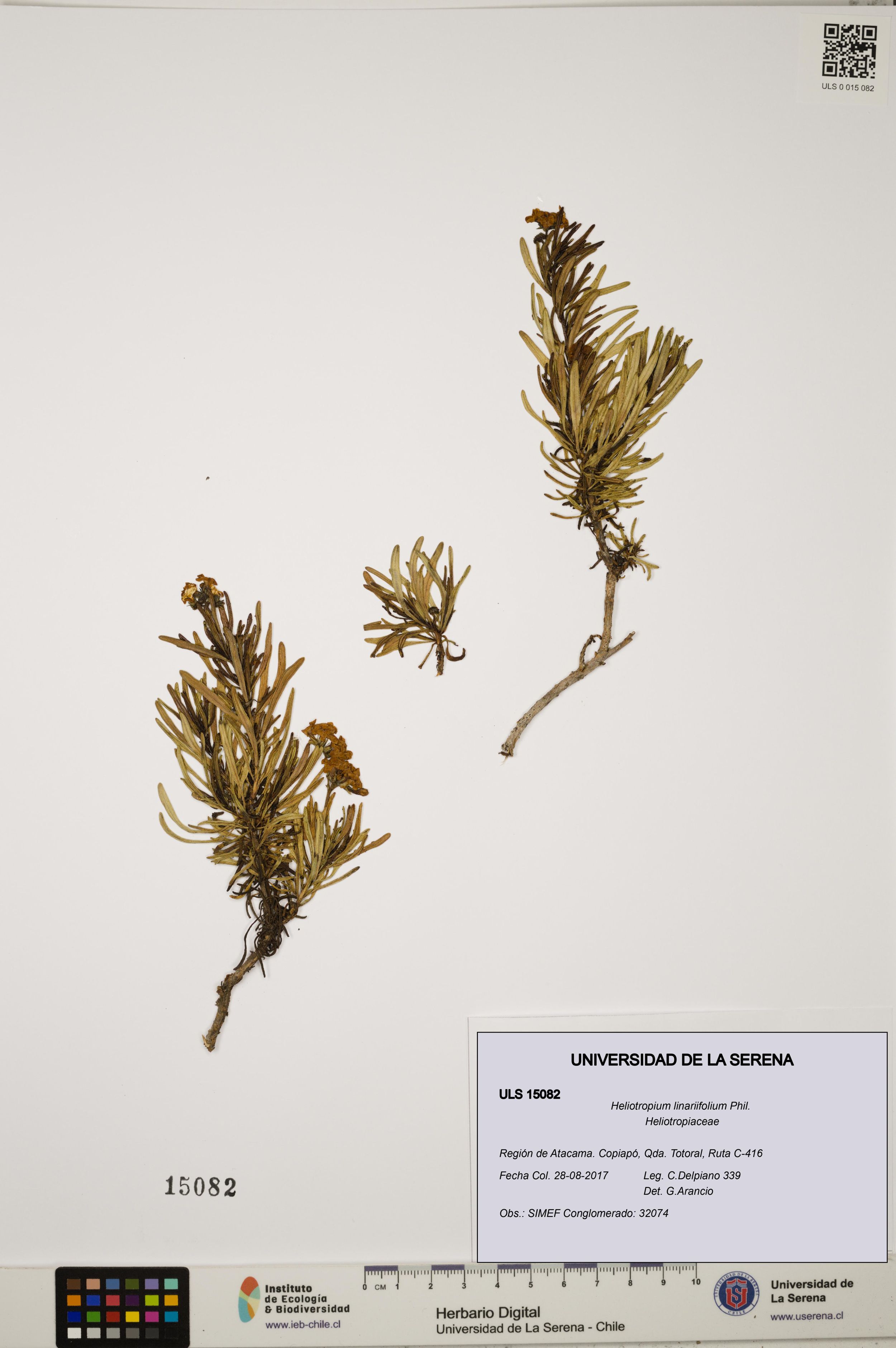 Heliotropium linariifolium [Espécimen: ]