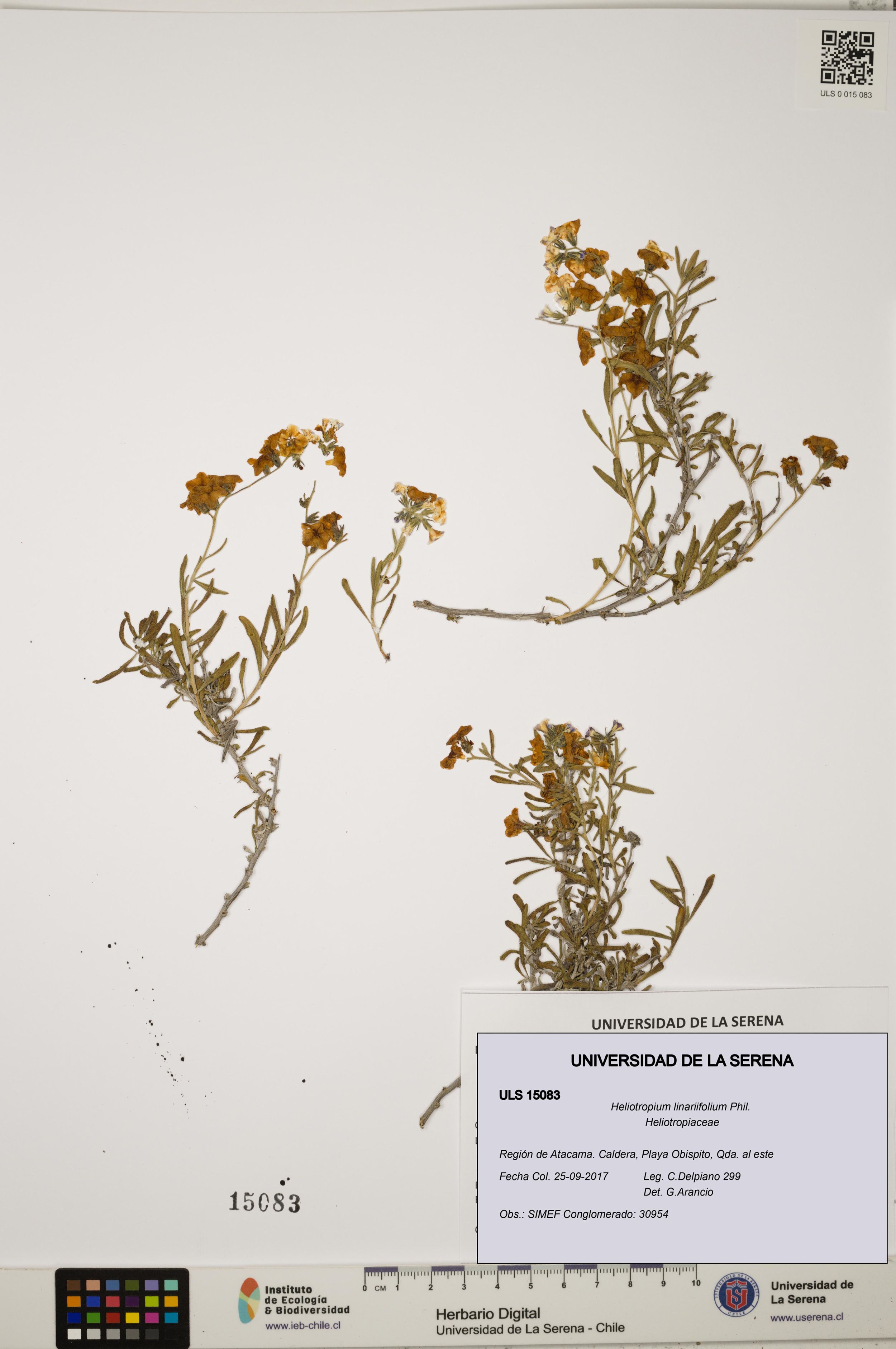 Heliotropium linariifolium [Espécimen: ]