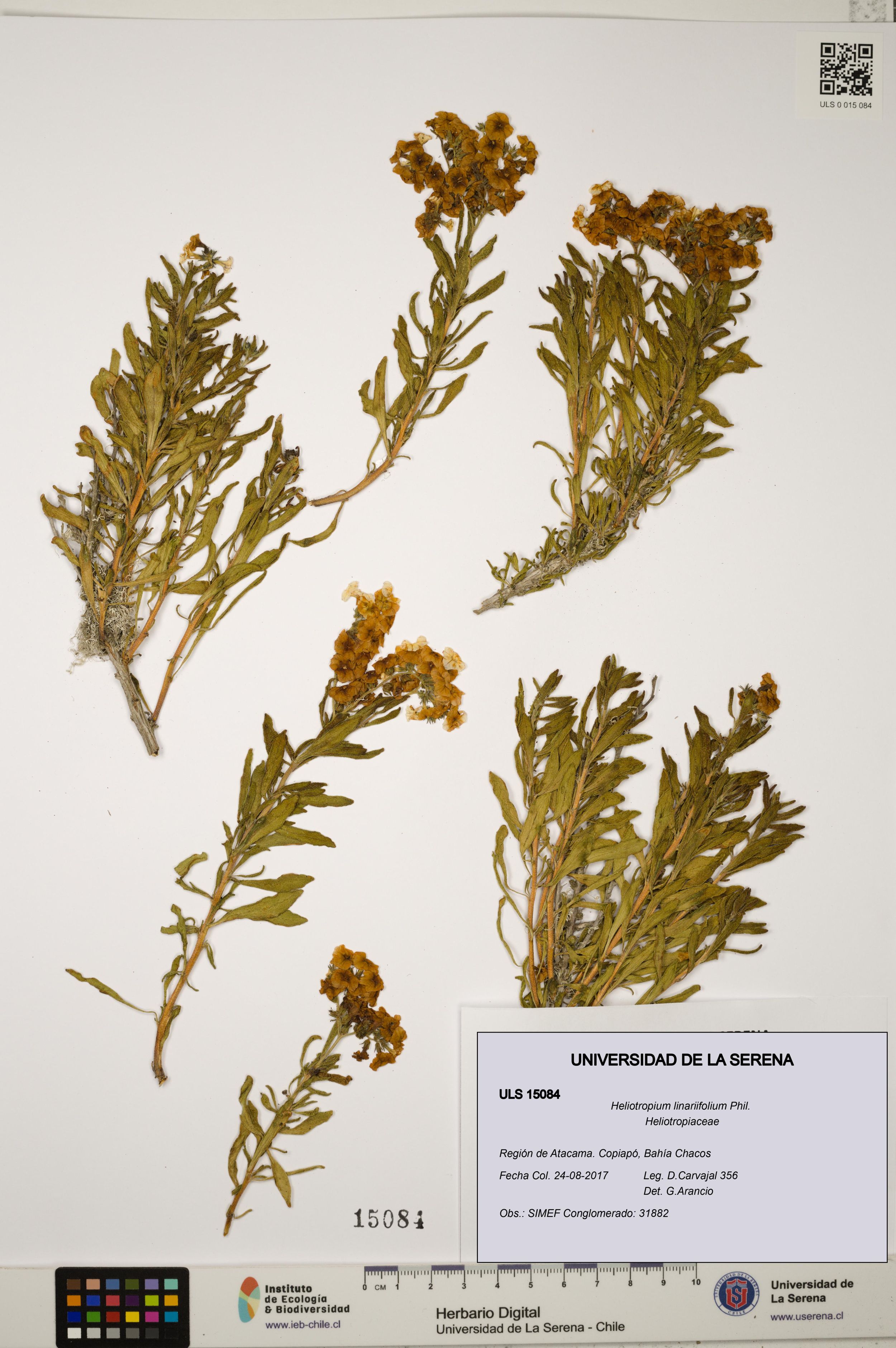 Heliotropium linariifolium [Espécimen: ]